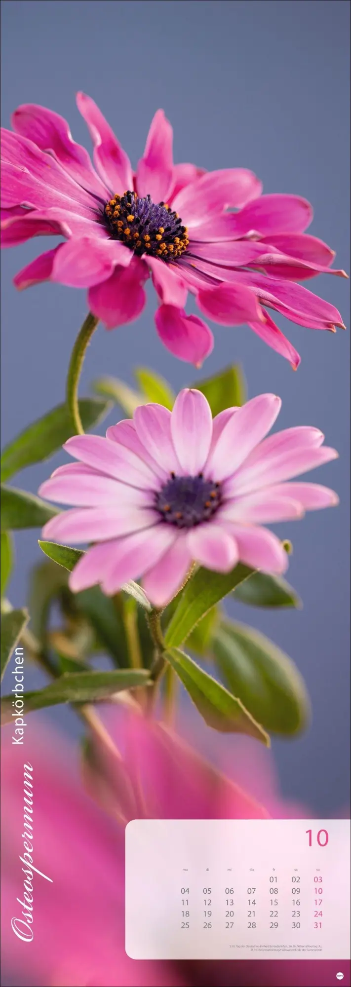 Bild: 9783756415113 | Magic Flowers Vertical Kalender 2027 | Sibylle Pietrek | Kalender