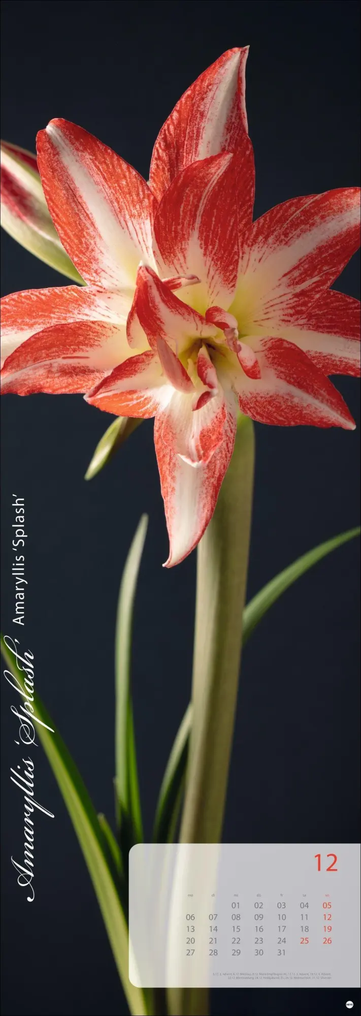 Bild: 9783756415113 | Magic Flowers Vertical Kalender 2027 | Sibylle Pietrek | Kalender