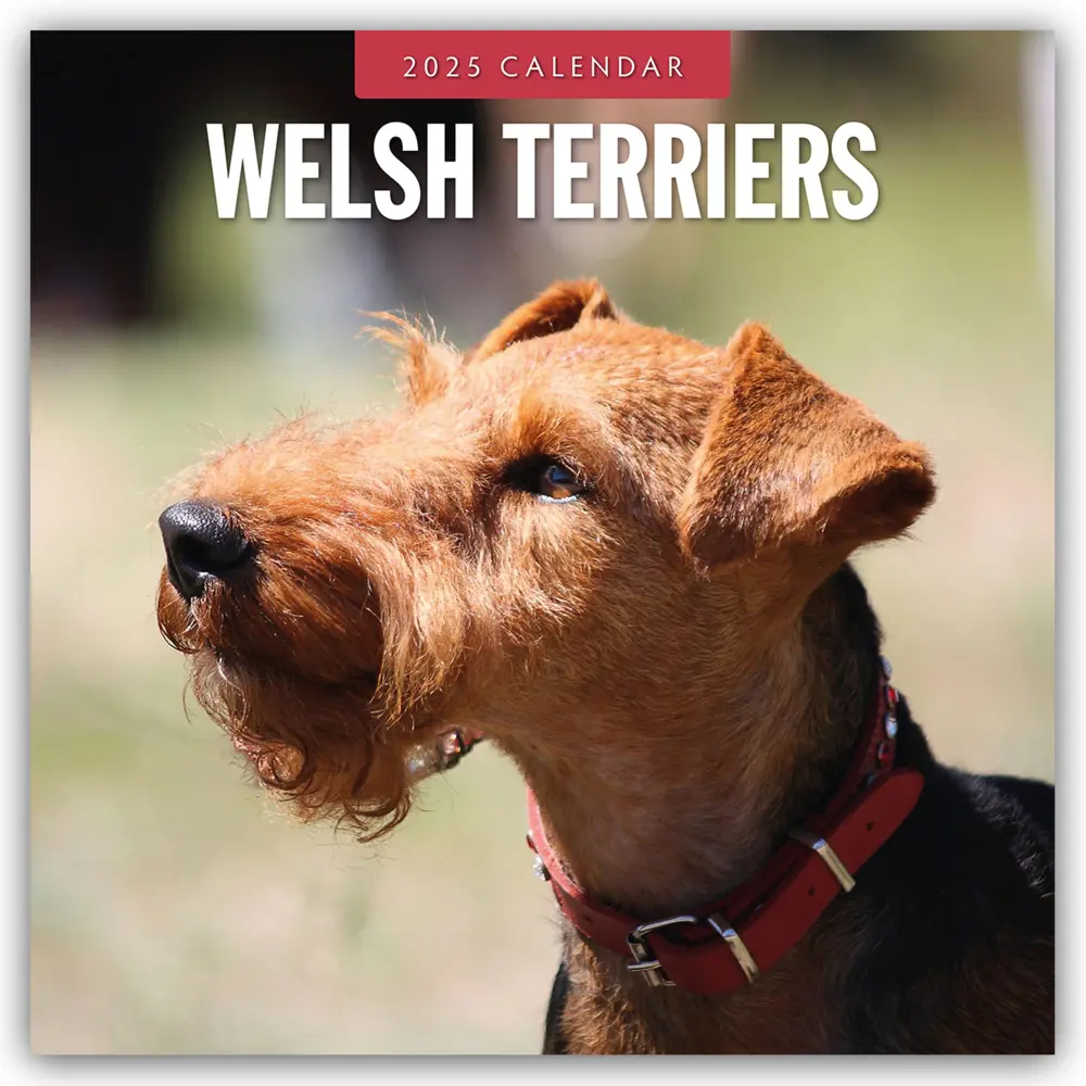 Cover: 9781804425213 | Welsh Terriers - Welsh Terrier 2025 - 16-Monatskalender | Ltd | 2025