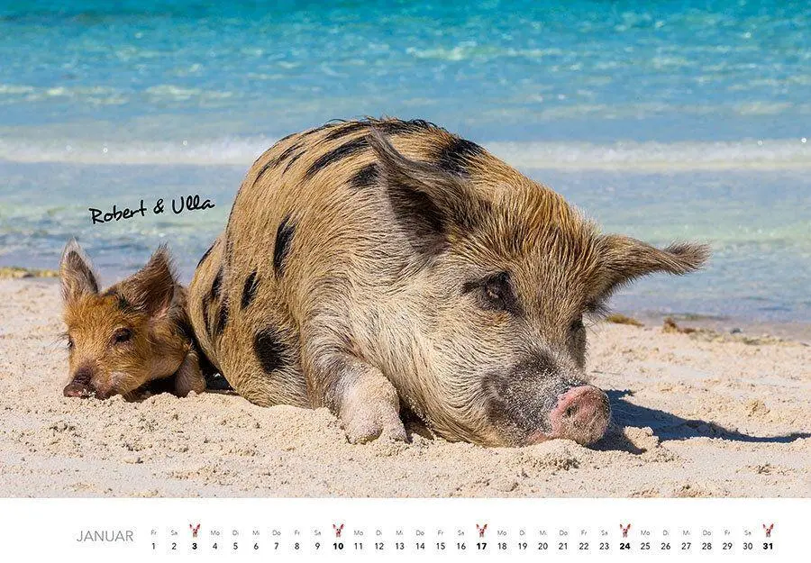 Bild: 9783960585213 | Schweine Kalender 2027 | Der Tierkalender mit den charmanten Namen
