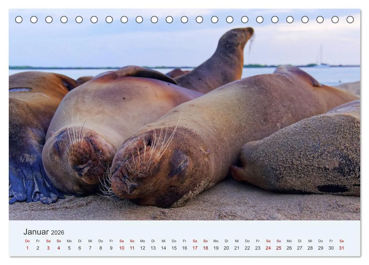 Bild: 9783457405413 | Entdecke Galapagos (Tischkalender 2026 DIN A5 quer), CALVENDO...