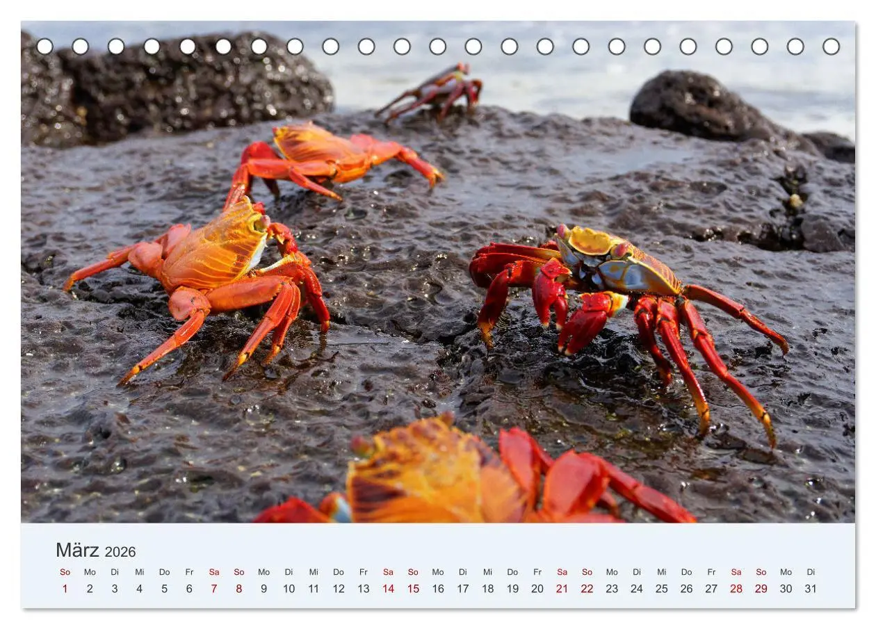 Bild: 9783457405413 | Entdecke Galapagos (Tischkalender 2026 DIN A5 quer), CALVENDO...