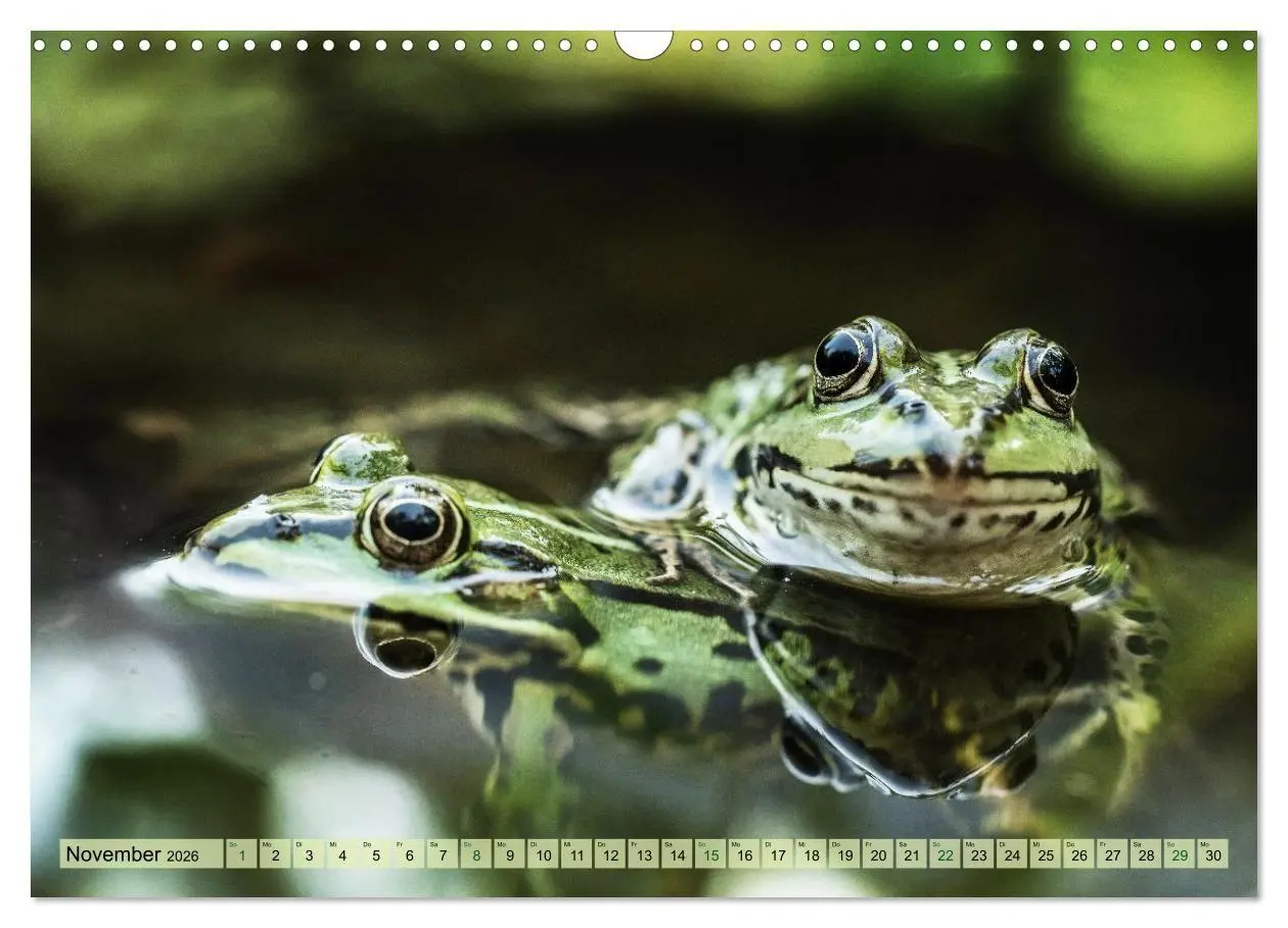Bild: 9783516655513 | Fröhliche Frösche (Wandkalender 2026 DIN A3 quer), CALVENDO...