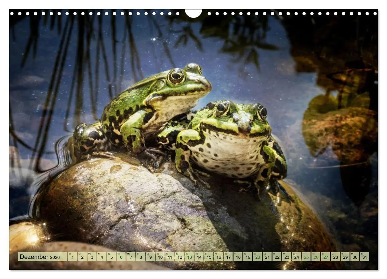 Bild: 9783516655513 | Fröhliche Frösche (Wandkalender 2026 DIN A3 quer), CALVENDO...