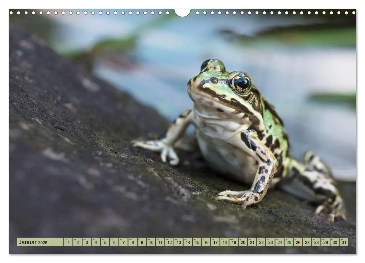 Bild: 9783516655513 | Fröhliche Frösche (Wandkalender 2026 DIN A3 quer), CALVENDO...