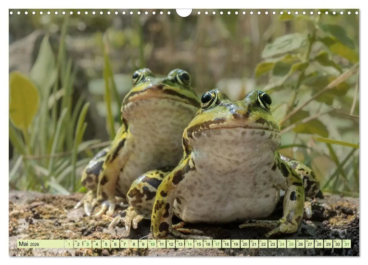 Bild: 9783516655513 | Fröhliche Frösche (Wandkalender 2026 DIN A3 quer), CALVENDO...
