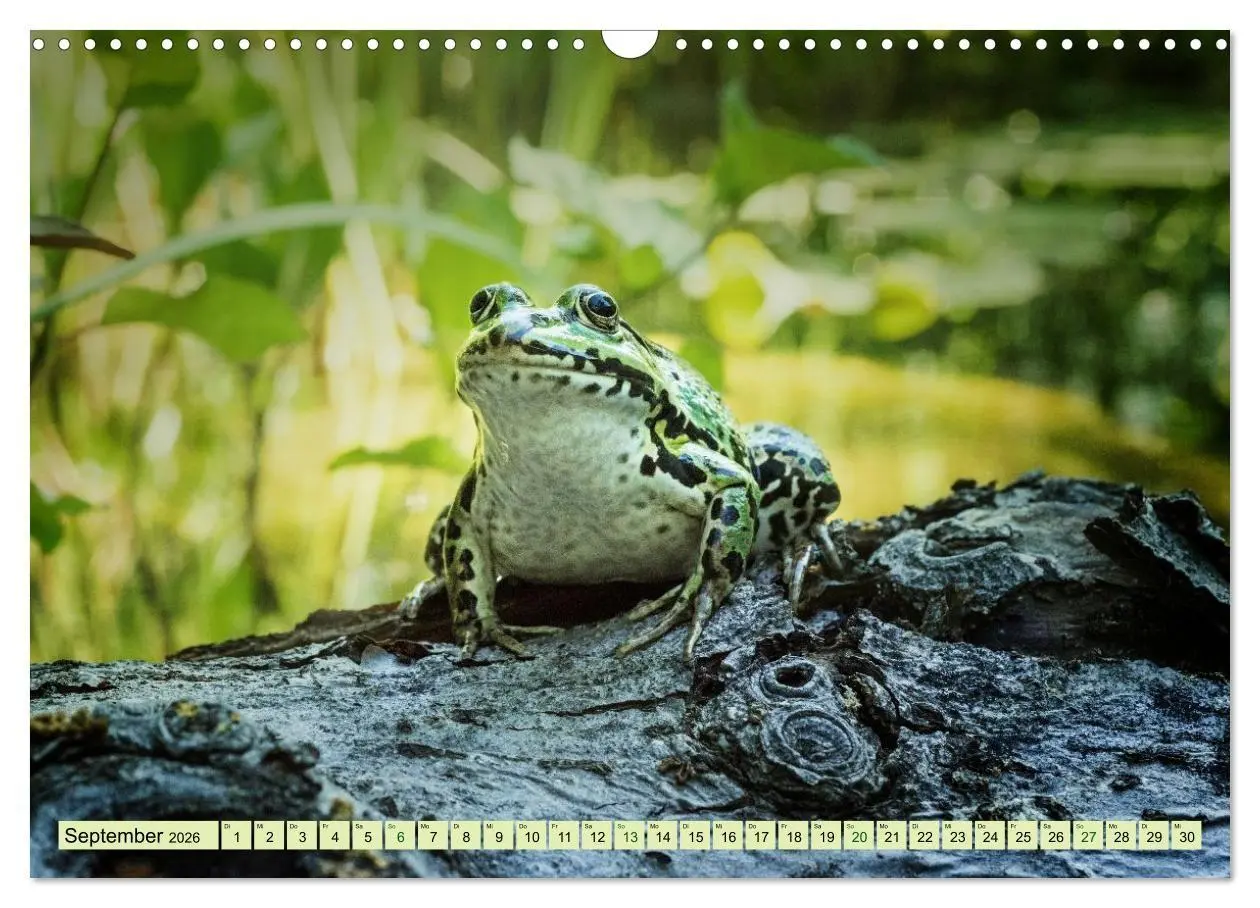Bild: 9783516655513 | Fröhliche Frösche (Wandkalender 2026 DIN A3 quer), CALVENDO...