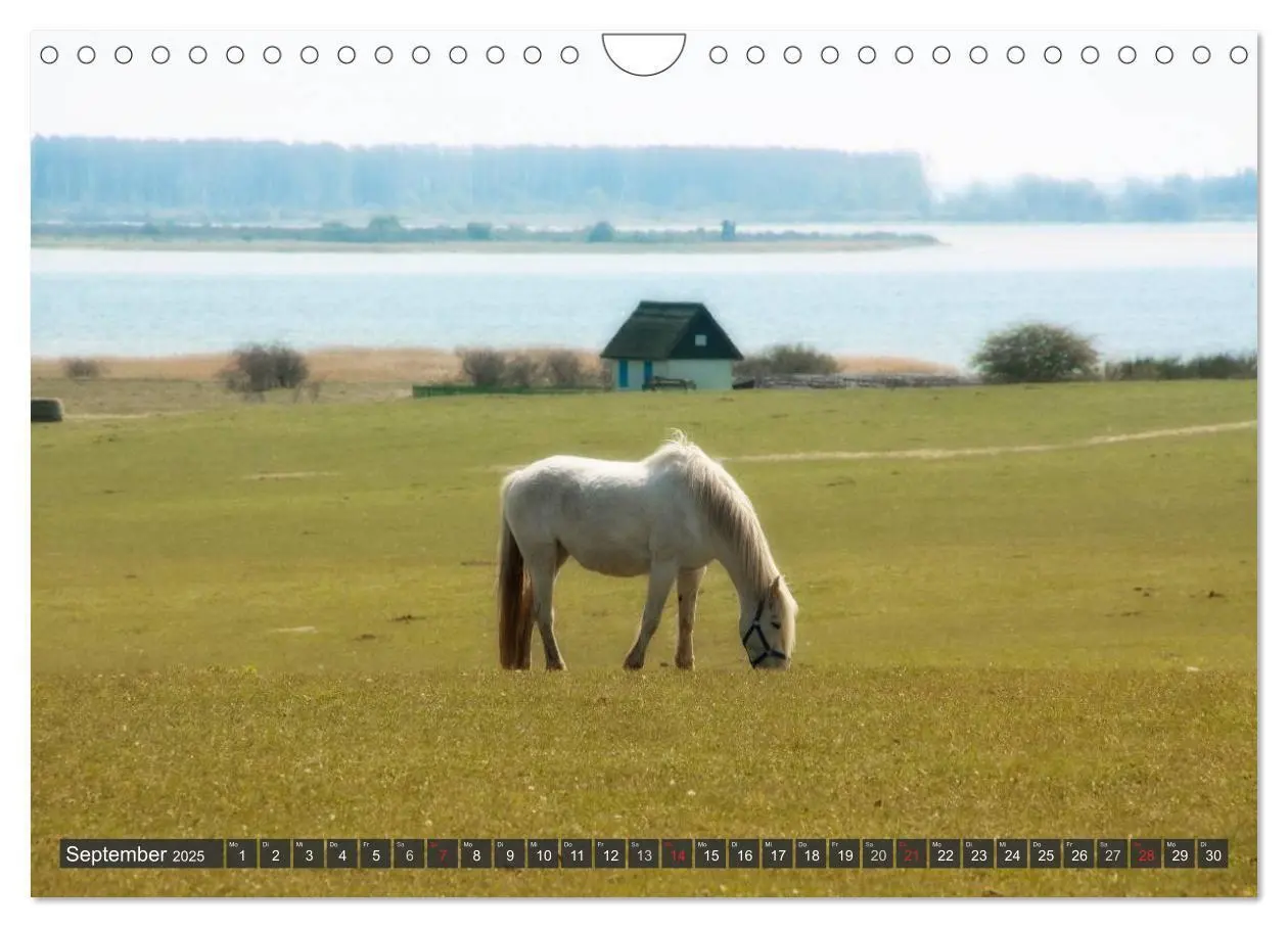 Bild: 9783435755813 | Insel Hiddensee (Wandkalender 2025 DIN A4 quer), CALVENDO...