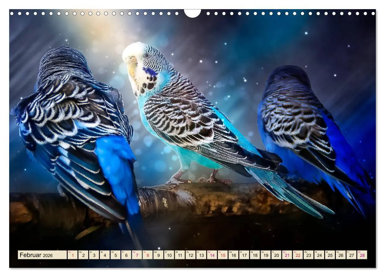 Bild: 9783457845813 | Wunderschöner Wellensittich (Wandkalender 2026 DIN A3 quer),...