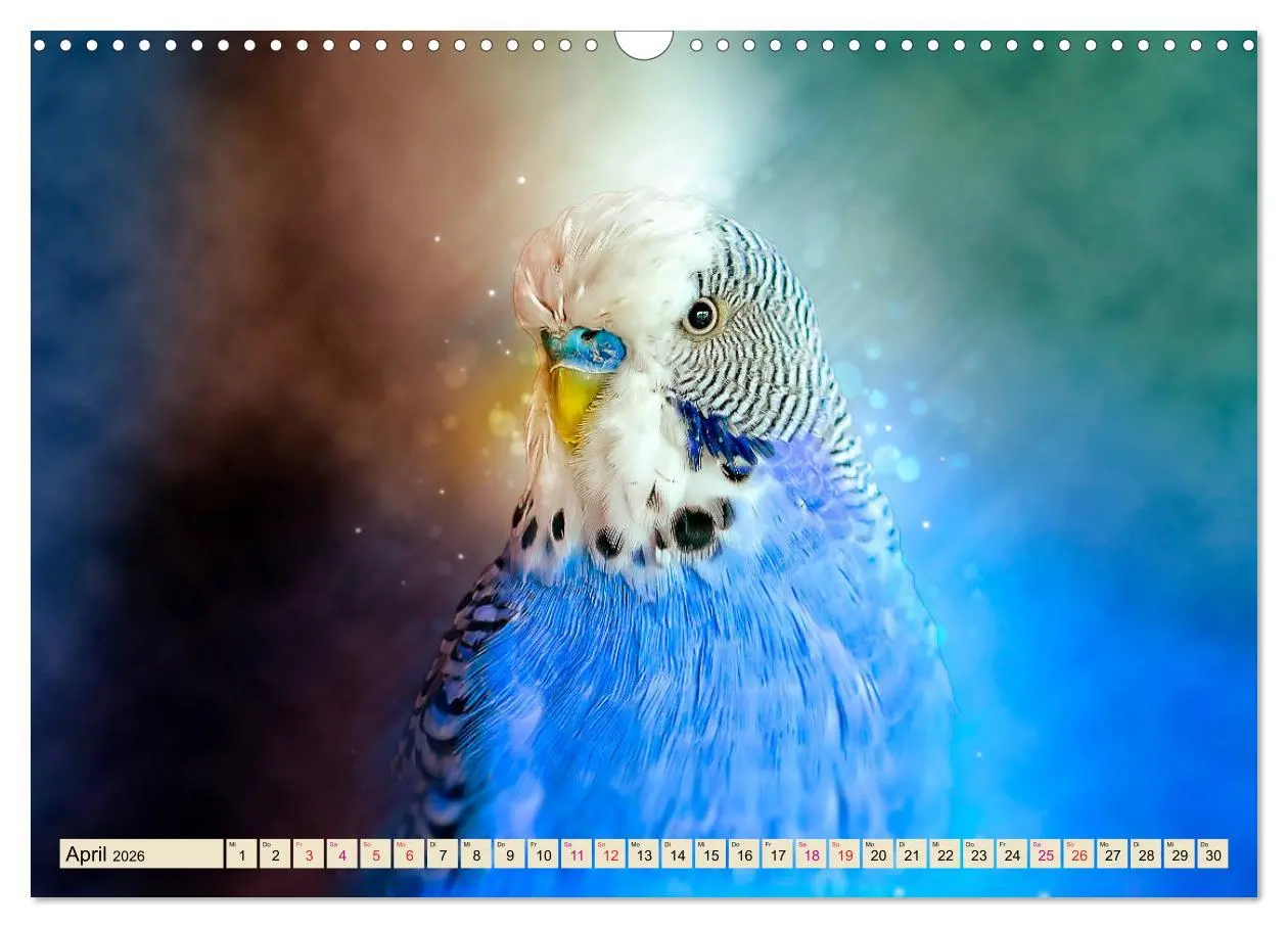 Bild: 9783457845813 | Wunderschöner Wellensittich (Wandkalender 2026 DIN A3 quer),...