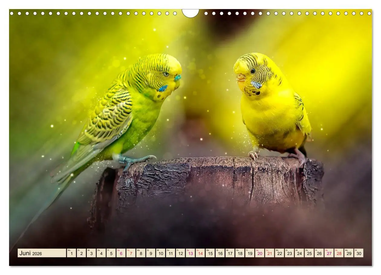 Bild: 9783457845813 | Wunderschöner Wellensittich (Wandkalender 2026 DIN A3 quer),...