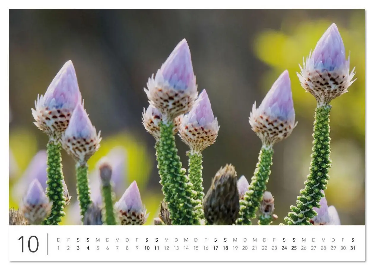 Bild: 9783516625813 | Südafrika Garden Route (hochwertiger Premium Wandkalender 2026 DIN...