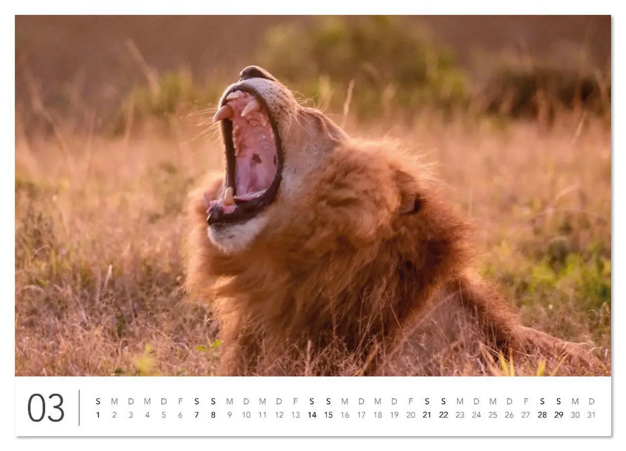 Bild: 9783516625813 | Südafrika Garden Route (hochwertiger Premium Wandkalender 2026 DIN...