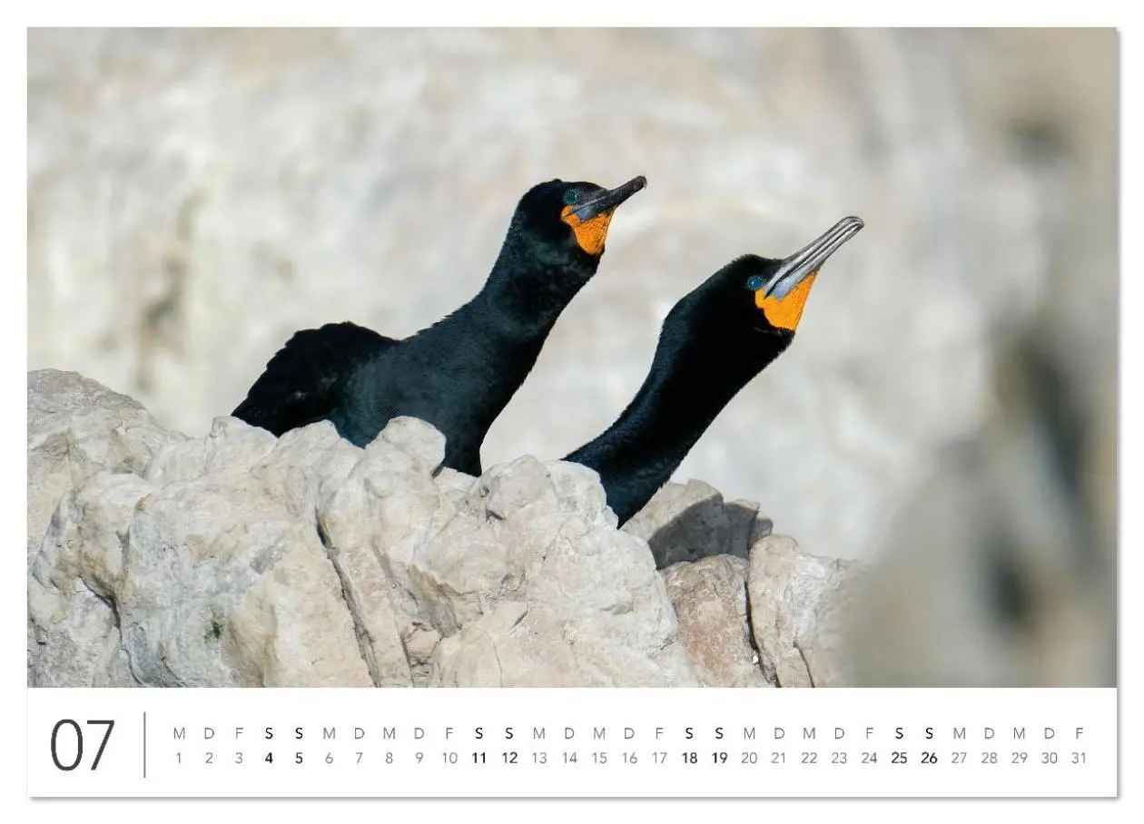 Bild: 9783516625813 | Südafrika Garden Route (hochwertiger Premium Wandkalender 2026 DIN...