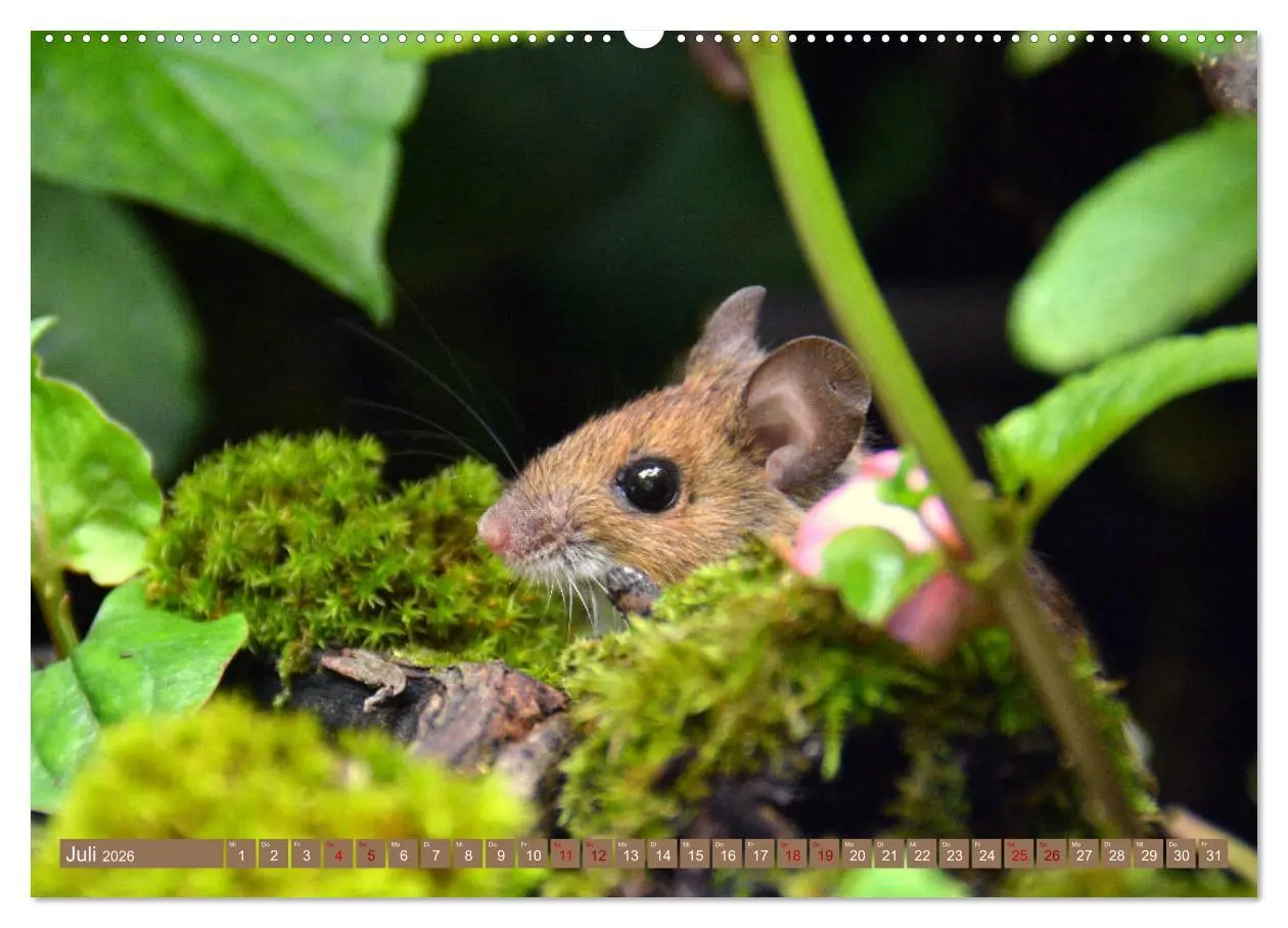 Bild: 9783457765913 | Grüsse von der Maus! (hochwertiger Premium Wandkalender 2026 DIN A2...