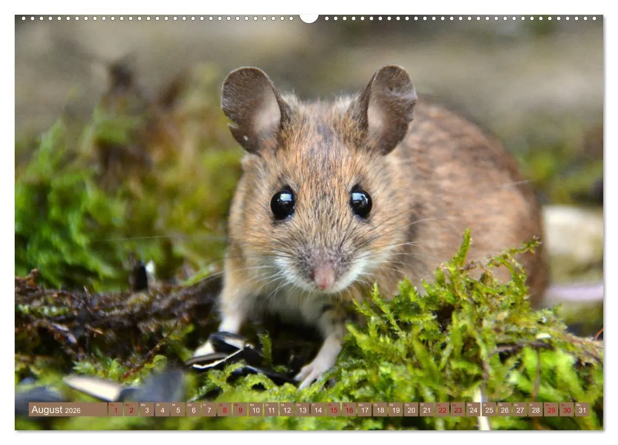 Bild: 9783457765913 | Grüsse von der Maus! (hochwertiger Premium Wandkalender 2026 DIN A2...