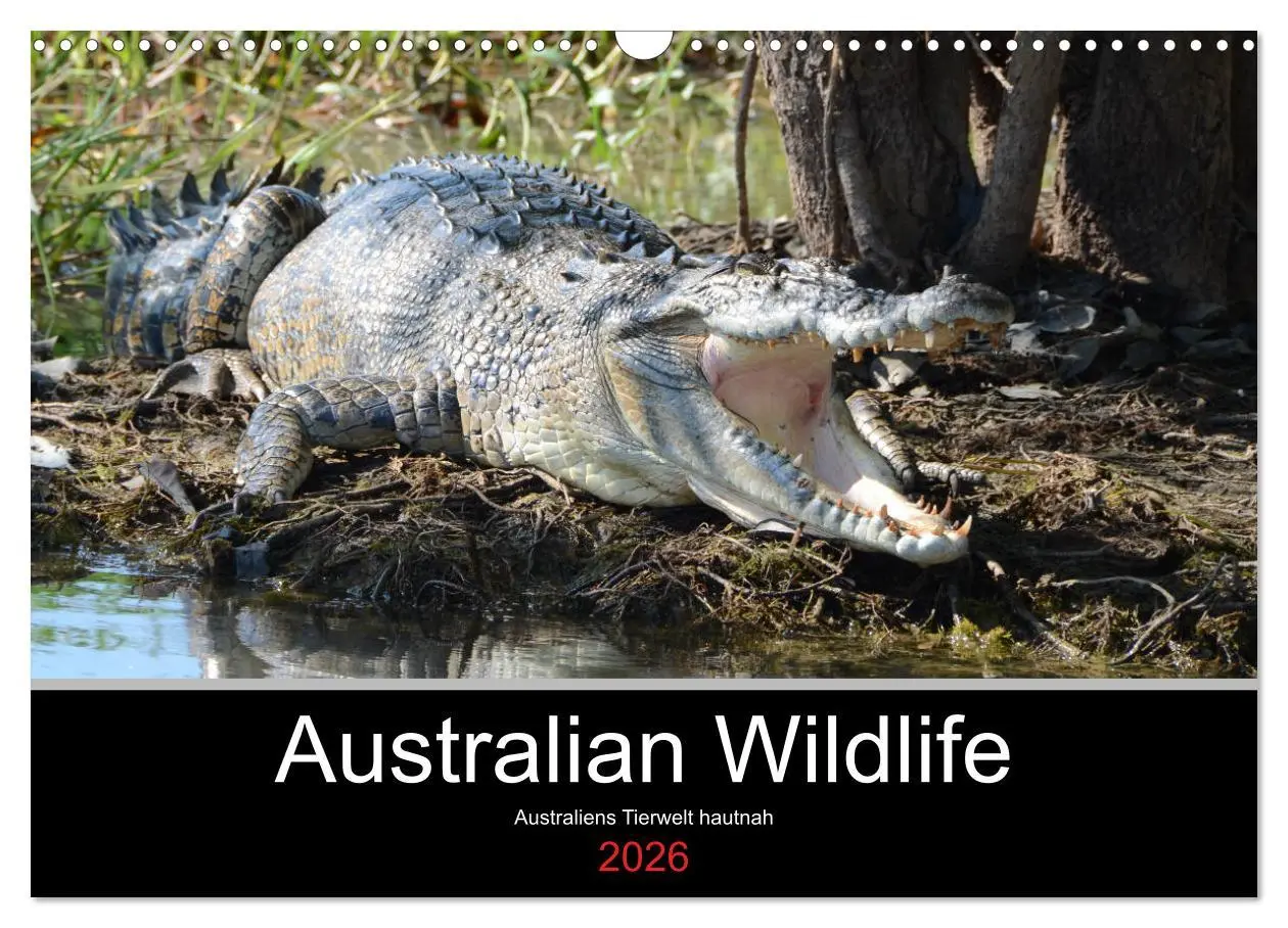Cover: 9783457905913 | Australian Wildlife (Wandkalender 2026 DIN A3 quer), CALVENDO...