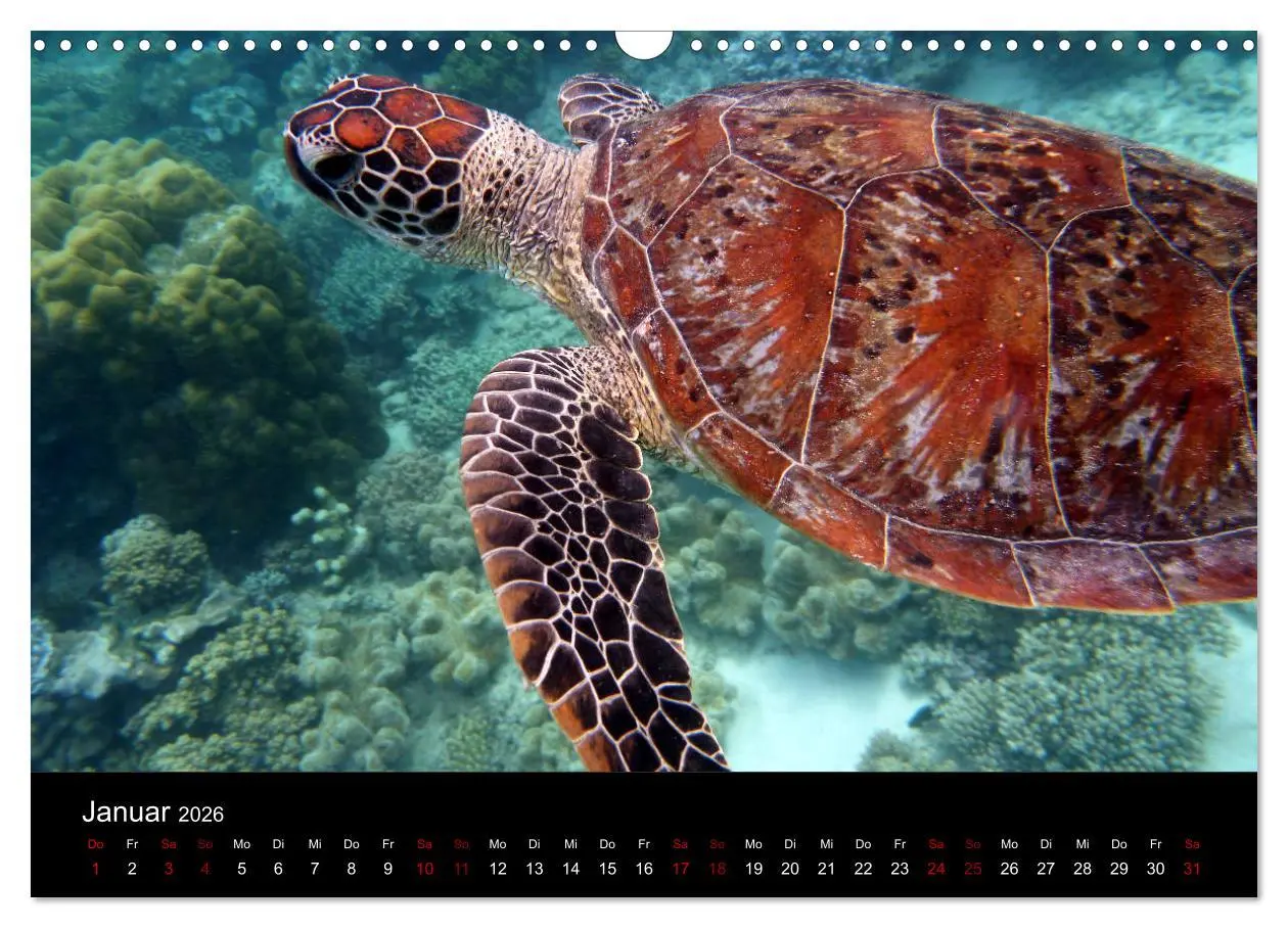 Bild: 9783457905913 | Australian Wildlife (Wandkalender 2026 DIN A3 quer), CALVENDO...