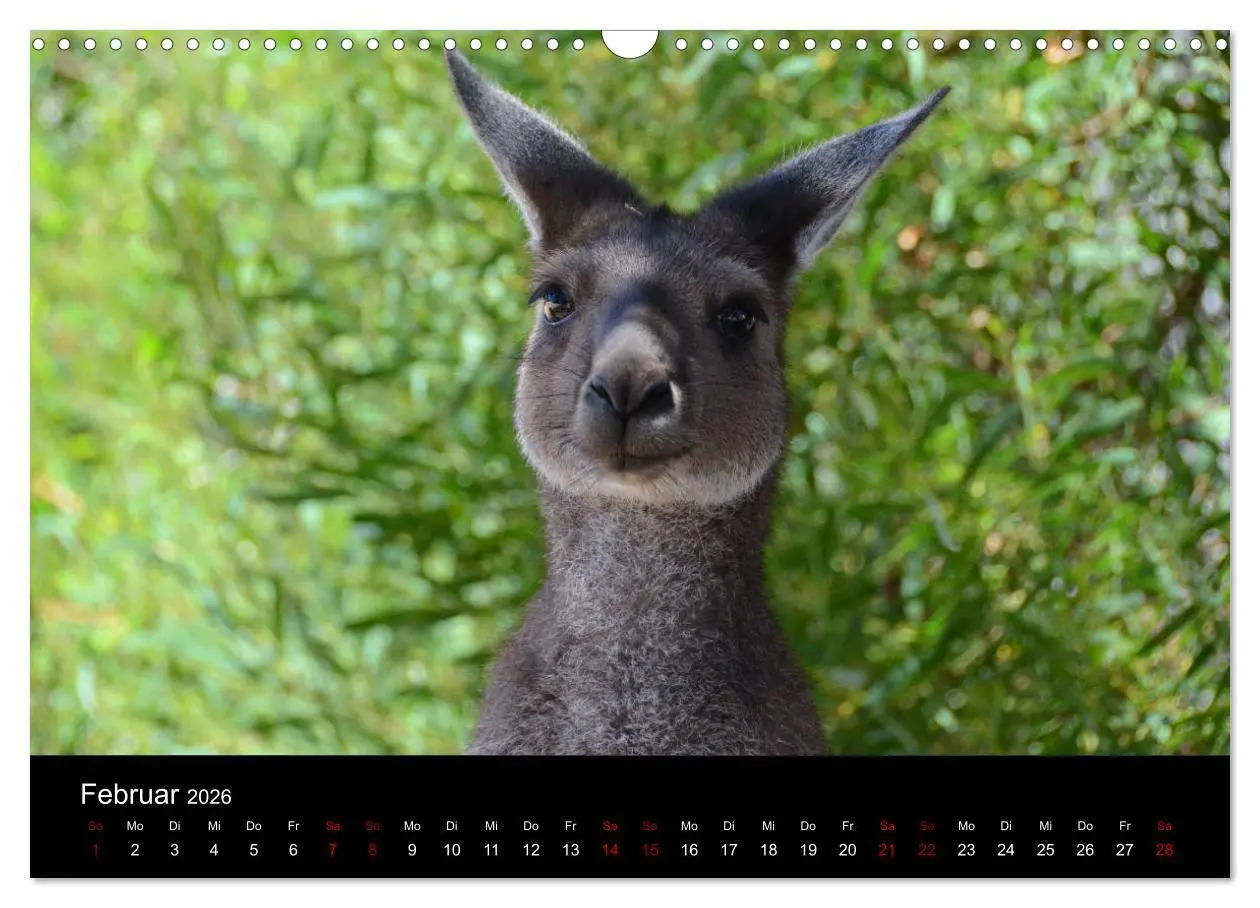 Bild: 9783457905913 | Australian Wildlife (Wandkalender 2026 DIN A3 quer), CALVENDO...