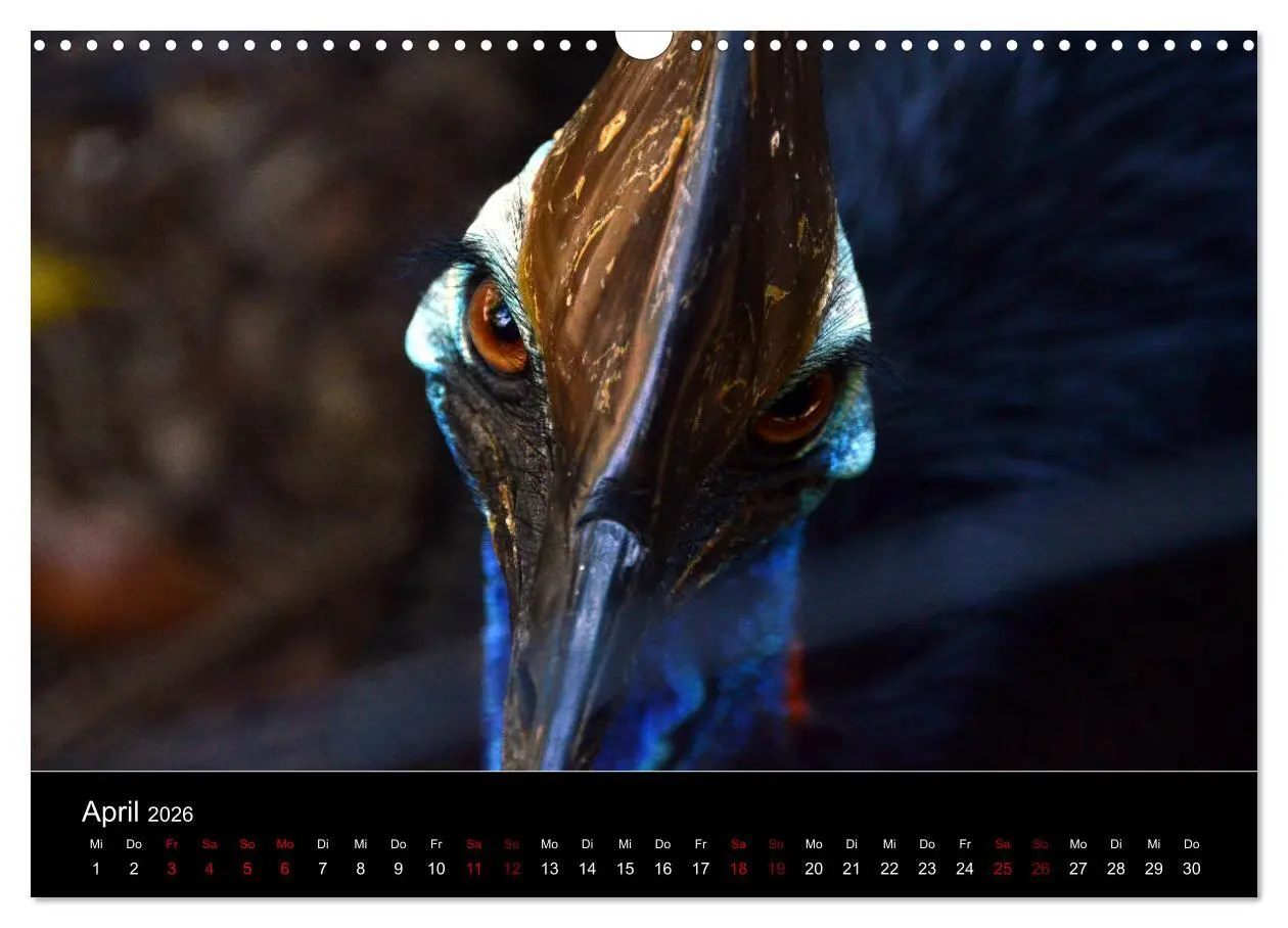 Bild: 9783457905913 | Australian Wildlife (Wandkalender 2026 DIN A3 quer), CALVENDO...
