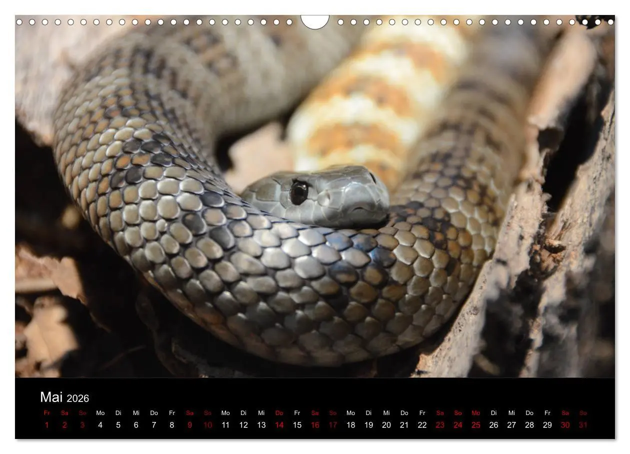 Bild: 9783457905913 | Australian Wildlife (Wandkalender 2026 DIN A3 quer), CALVENDO...