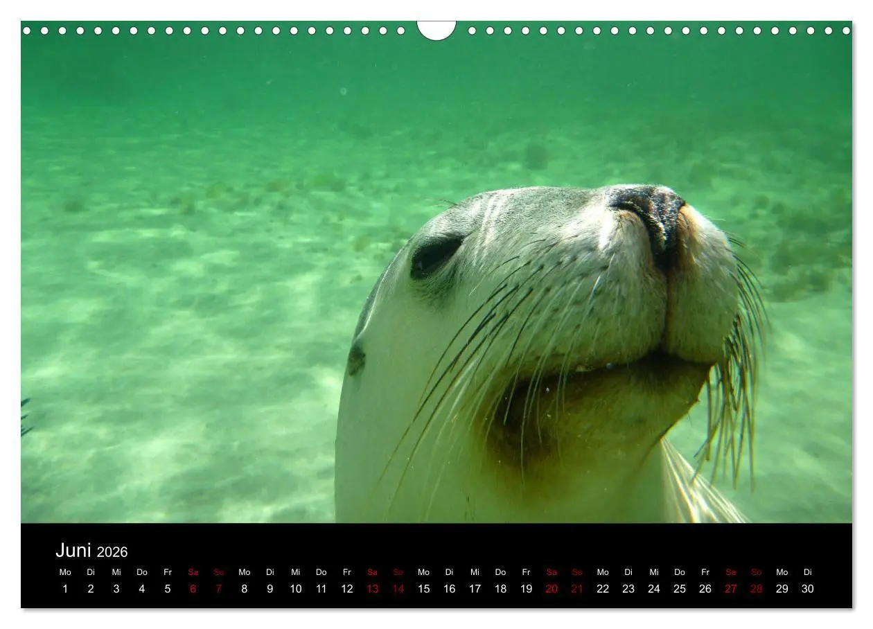 Bild: 9783457905913 | Australian Wildlife (Wandkalender 2026 DIN A3 quer), CALVENDO...