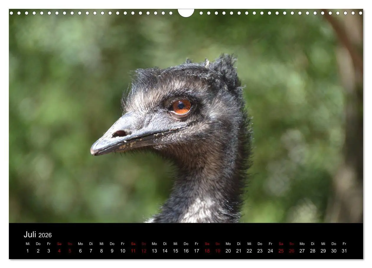 Bild: 9783457905913 | Australian Wildlife (Wandkalender 2026 DIN A3 quer), CALVENDO...