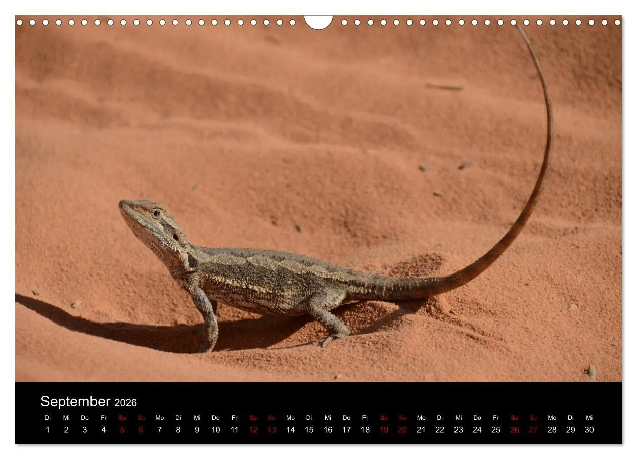 Bild: 9783457905913 | Australian Wildlife (Wandkalender 2026 DIN A3 quer), CALVENDO...