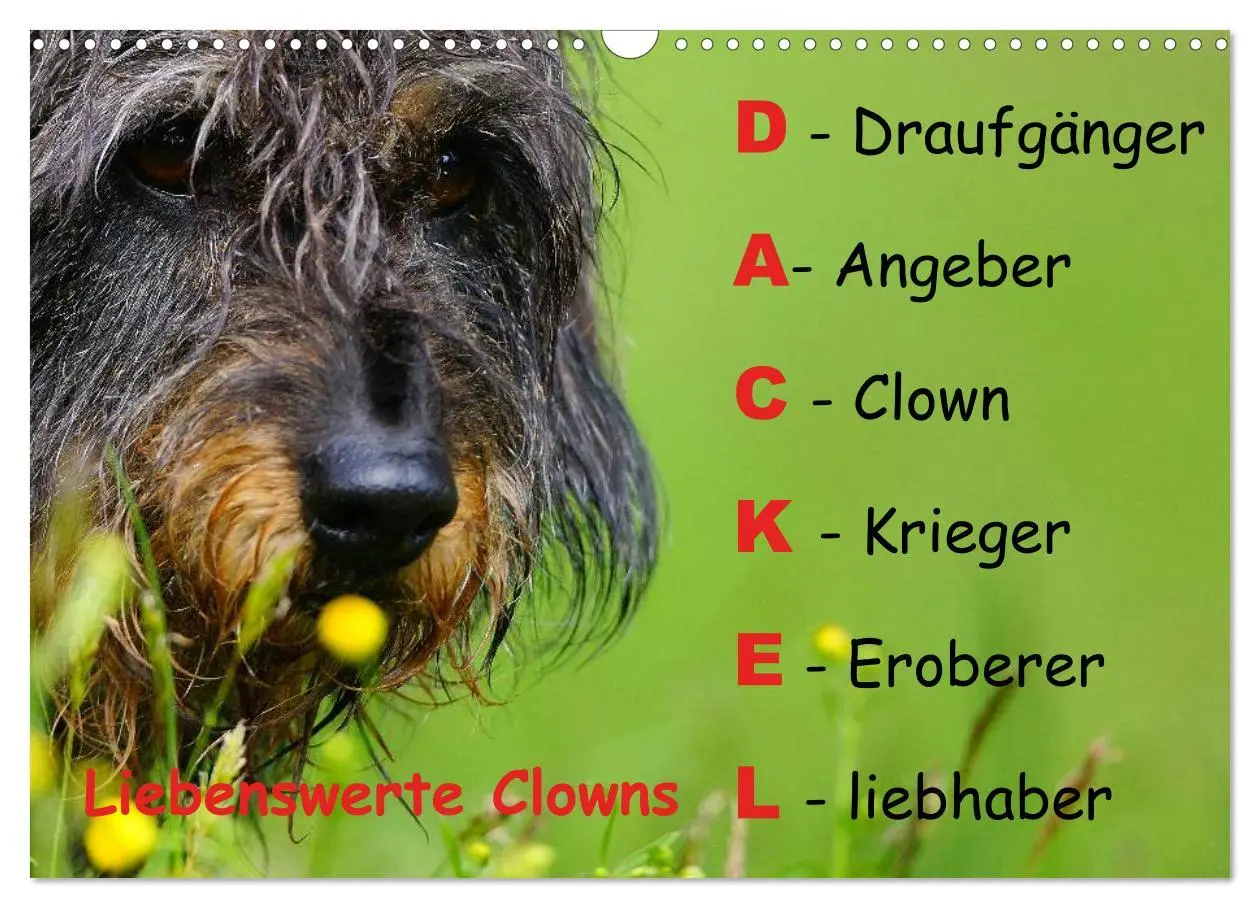 Cover: 9783516056013 | Liebenswerte Clowns (Wandkalender 2026 DIN A3 quer), CALVENDO...