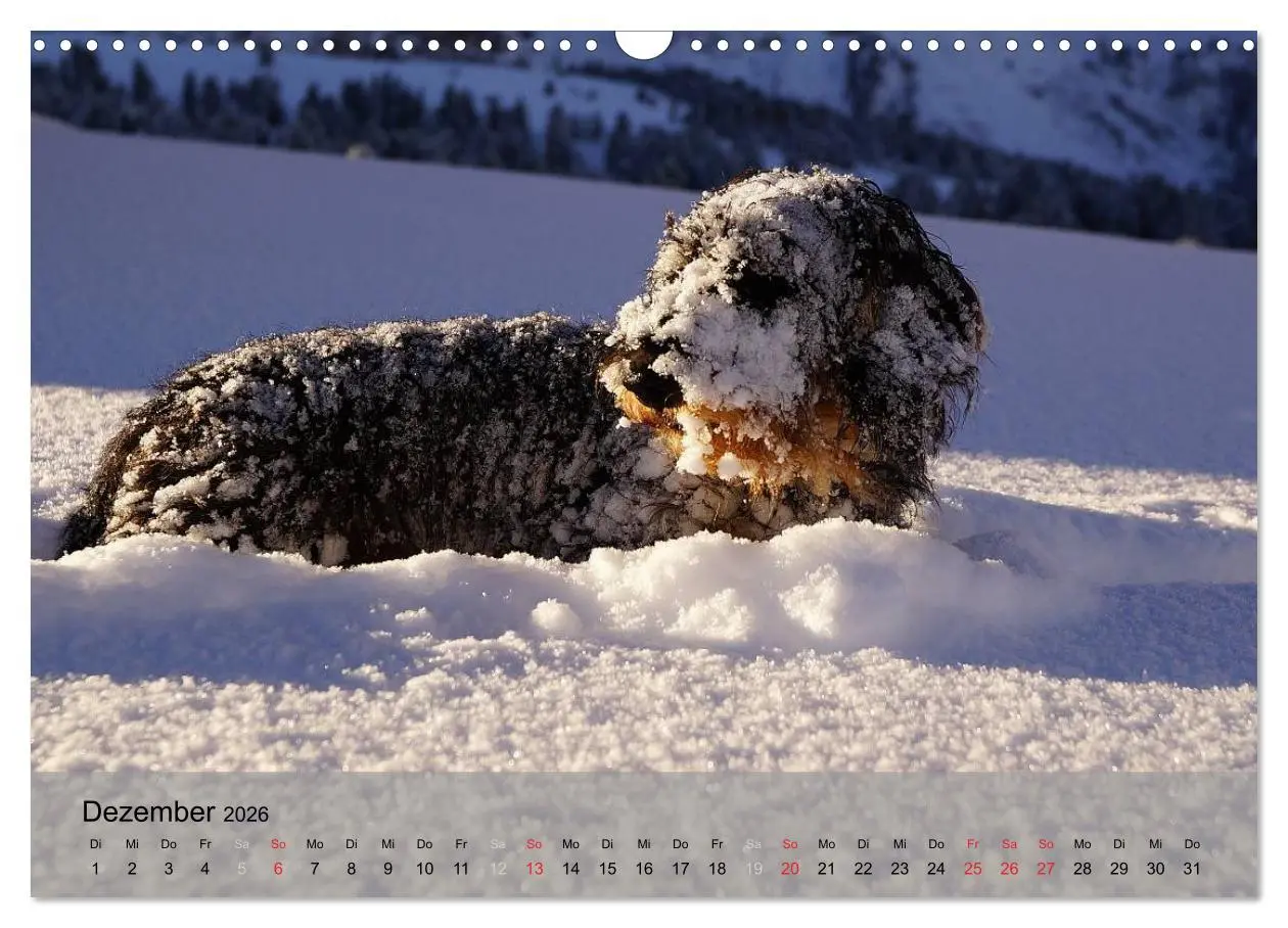 Bild: 9783516056013 | Liebenswerte Clowns (Wandkalender 2026 DIN A3 quer), CALVENDO...