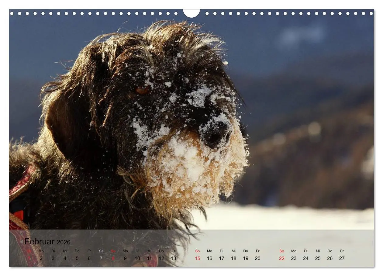 Bild: 9783516056013 | Liebenswerte Clowns (Wandkalender 2026 DIN A3 quer), CALVENDO...