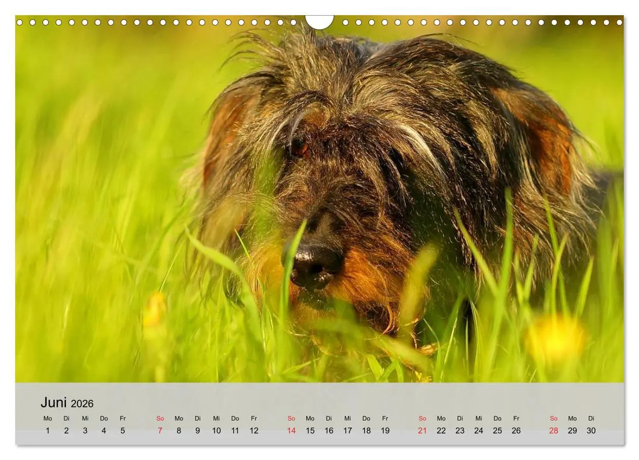 Bild: 9783516056013 | Liebenswerte Clowns (Wandkalender 2026 DIN A3 quer), CALVENDO...
