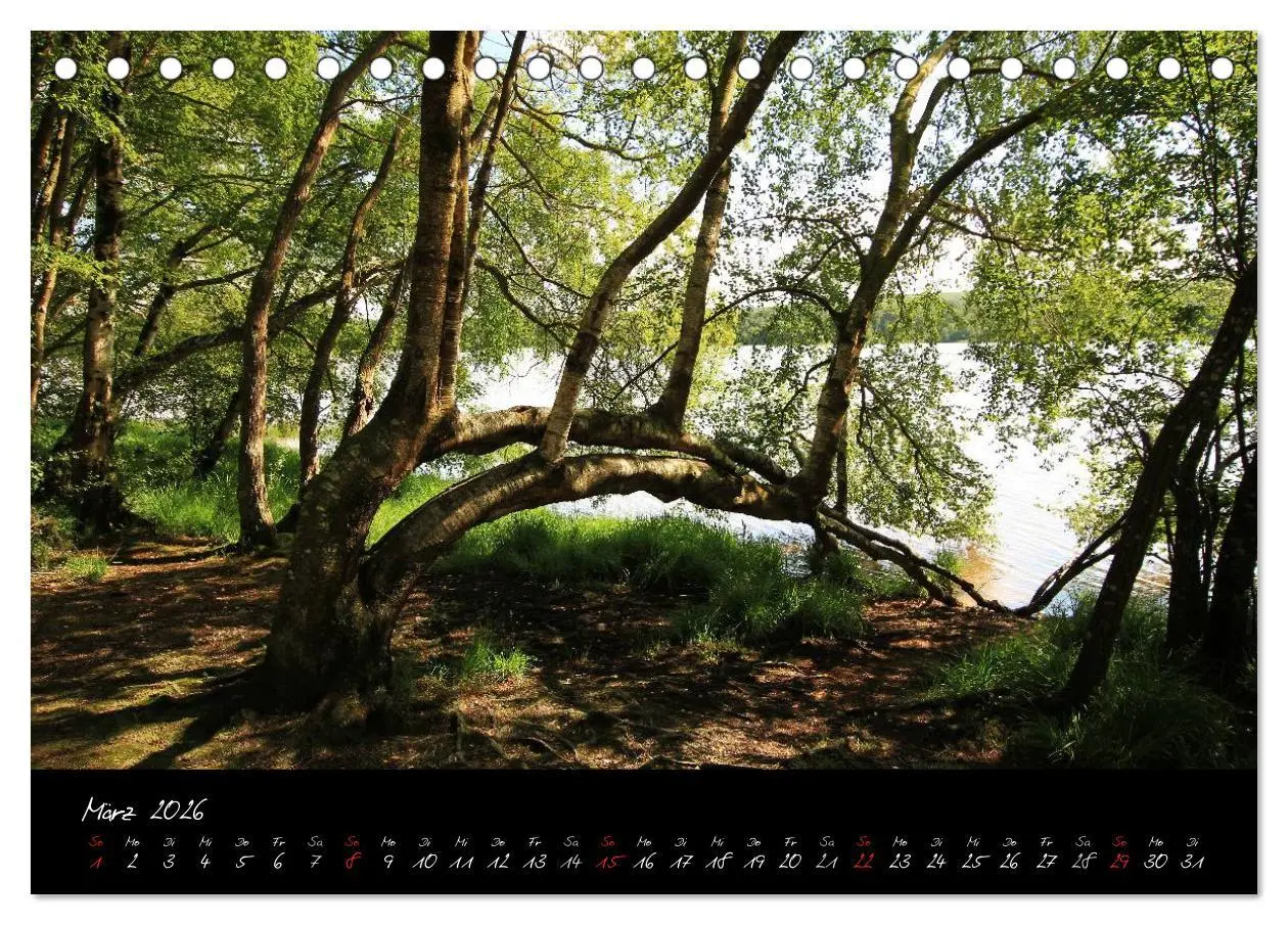 Bild: 9783516126013 | Brocéliande / Zauberwald der Bretagne (Tischkalender 2026 DIN A5...