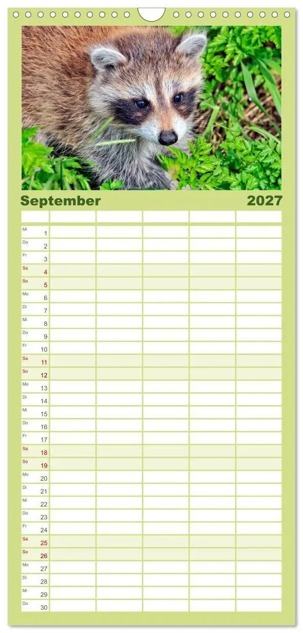Bild: 9783594336113 | Familienplaner 2027 - Waschbär - Niedlicher Allesfresser mit 5...