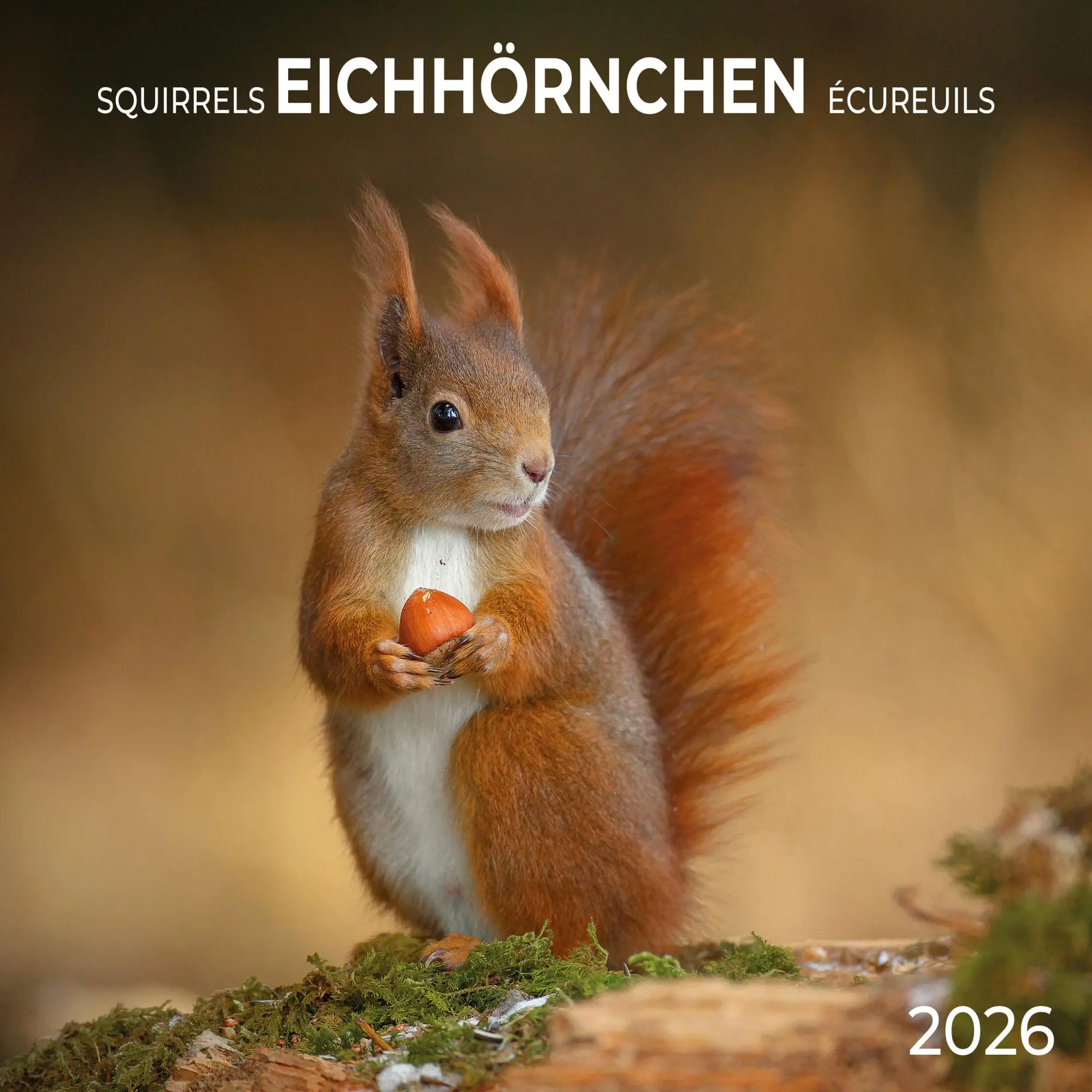Cover: 9783959296113 | Eichhörnchen 2026 | Kalender 2026 | Kalender | 28 S. | Englisch | 2026