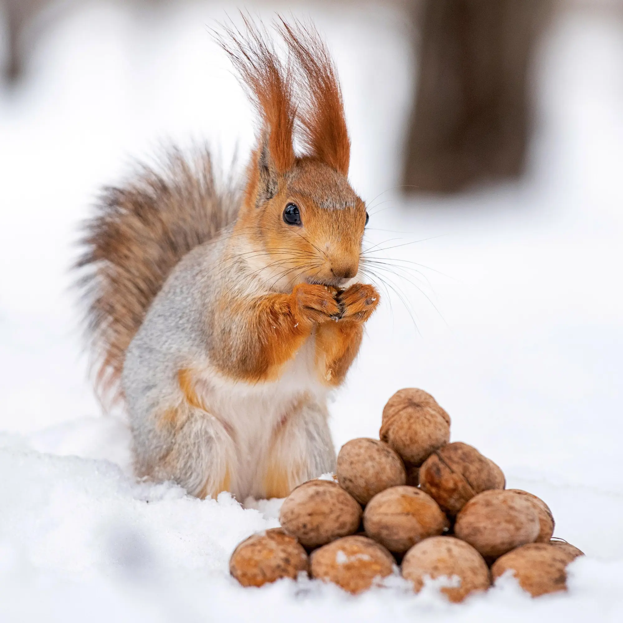 Bild: 9783959296113 | Eichhörnchen 2026 | Kalender 2026 | Kalender | 28 S. | Englisch | 2026