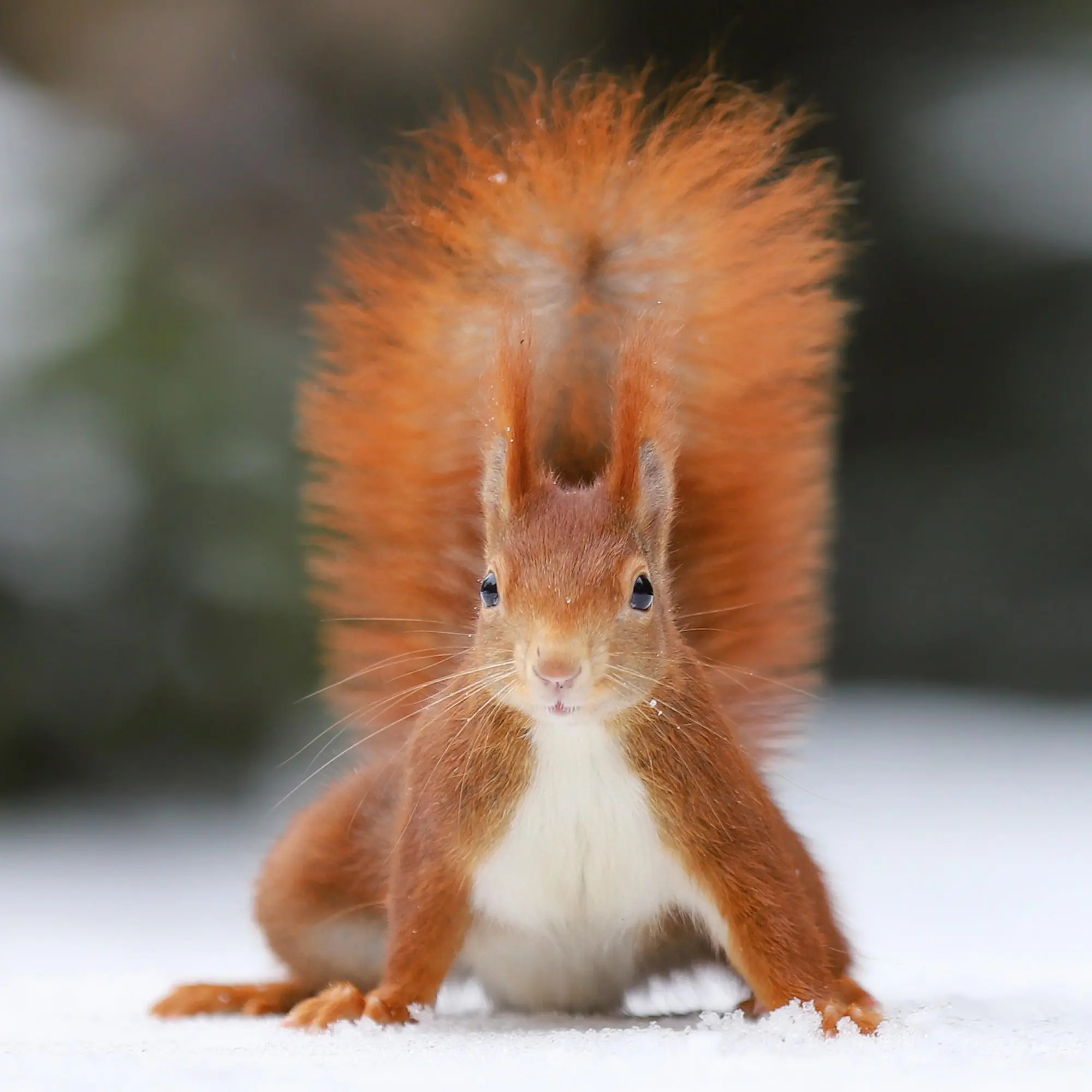Bild: 9783959296113 | Eichhörnchen 2026 | Kalender 2026 | Kalender | 28 S. | Englisch | 2026