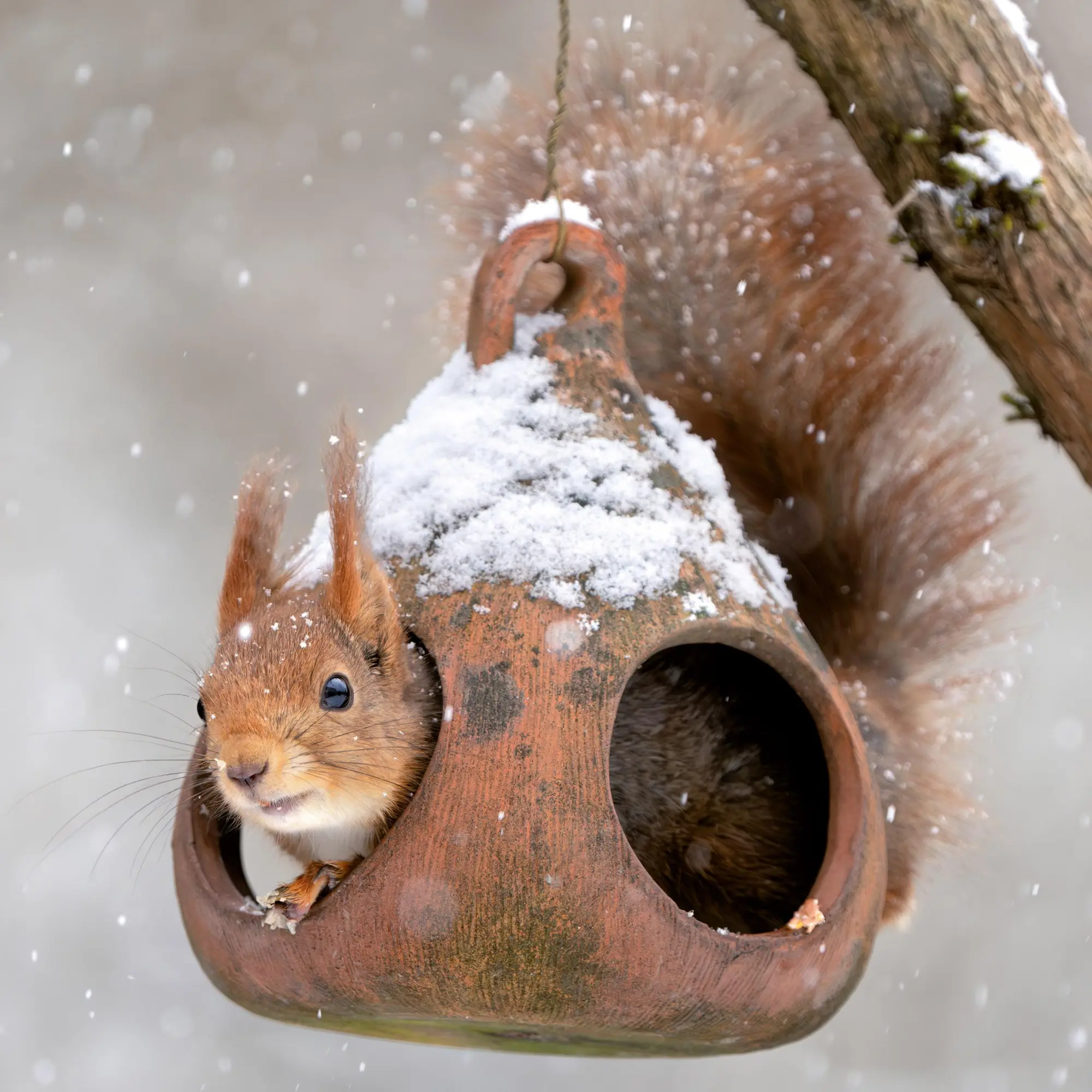 Bild: 9783959296113 | Eichhörnchen 2026 | Kalender 2026 | Kalender | 28 S. | Englisch | 2026