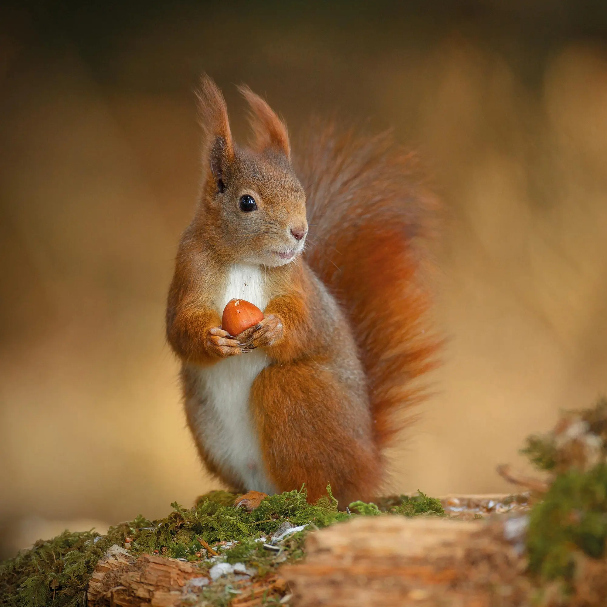 Bild: 9783959296113 | Eichhörnchen 2026 | Kalender 2026 | Kalender | 28 S. | Englisch | 2026