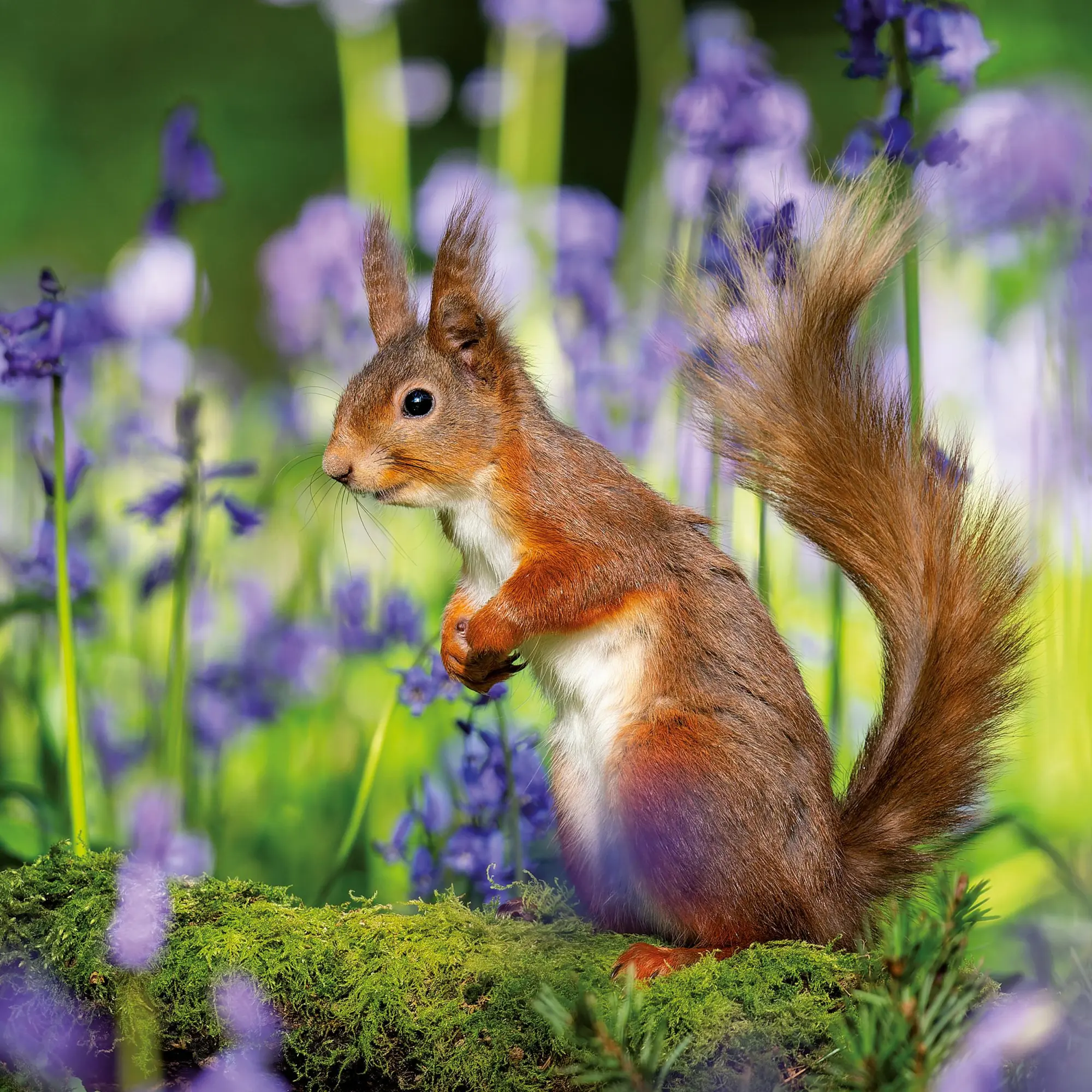 Bild: 9783959296113 | Eichhörnchen 2026 | Kalender 2026 | Kalender | 28 S. | Englisch | 2026