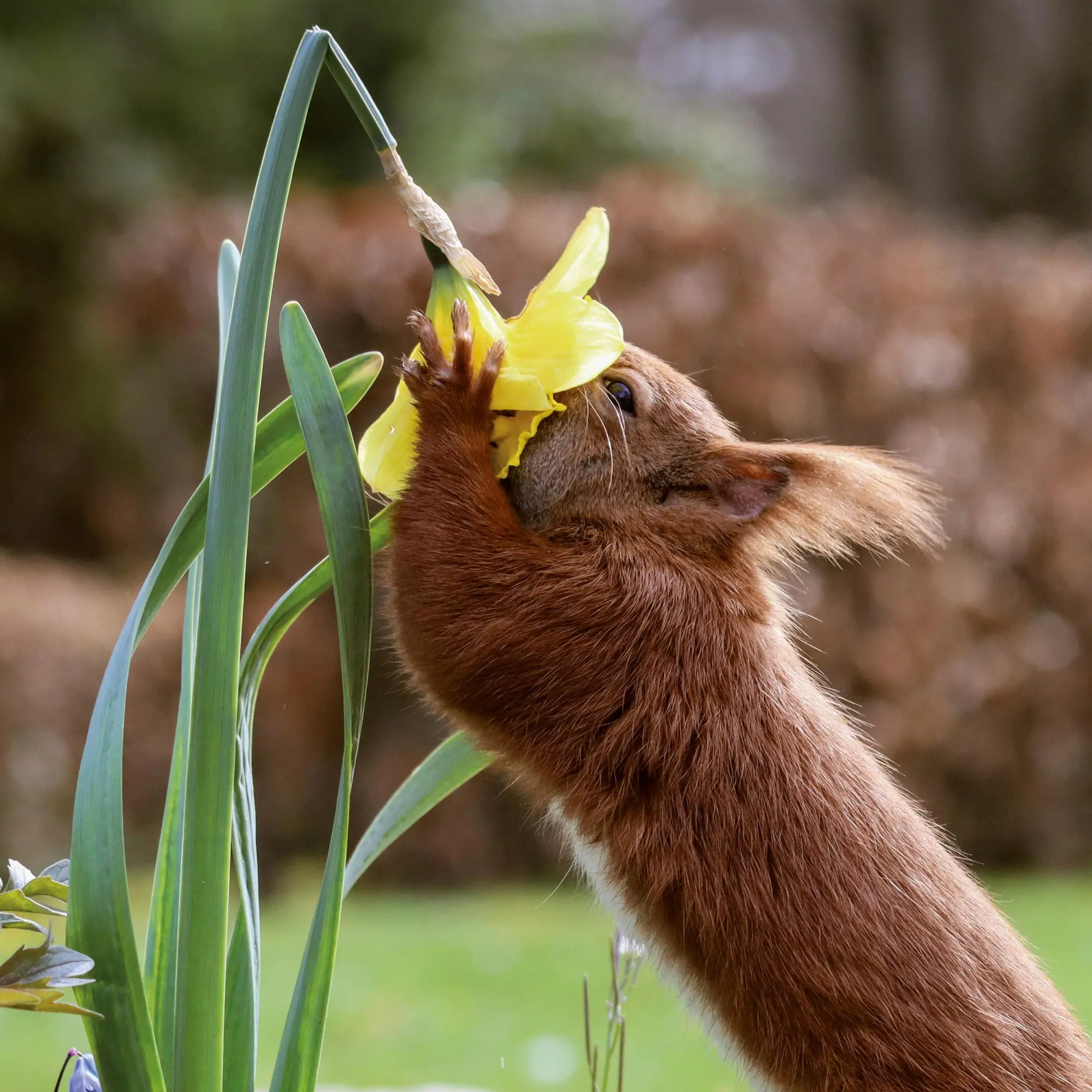 Bild: 9783959296113 | Eichhörnchen 2026 | Kalender 2026 | Kalender | 28 S. | Englisch | 2026