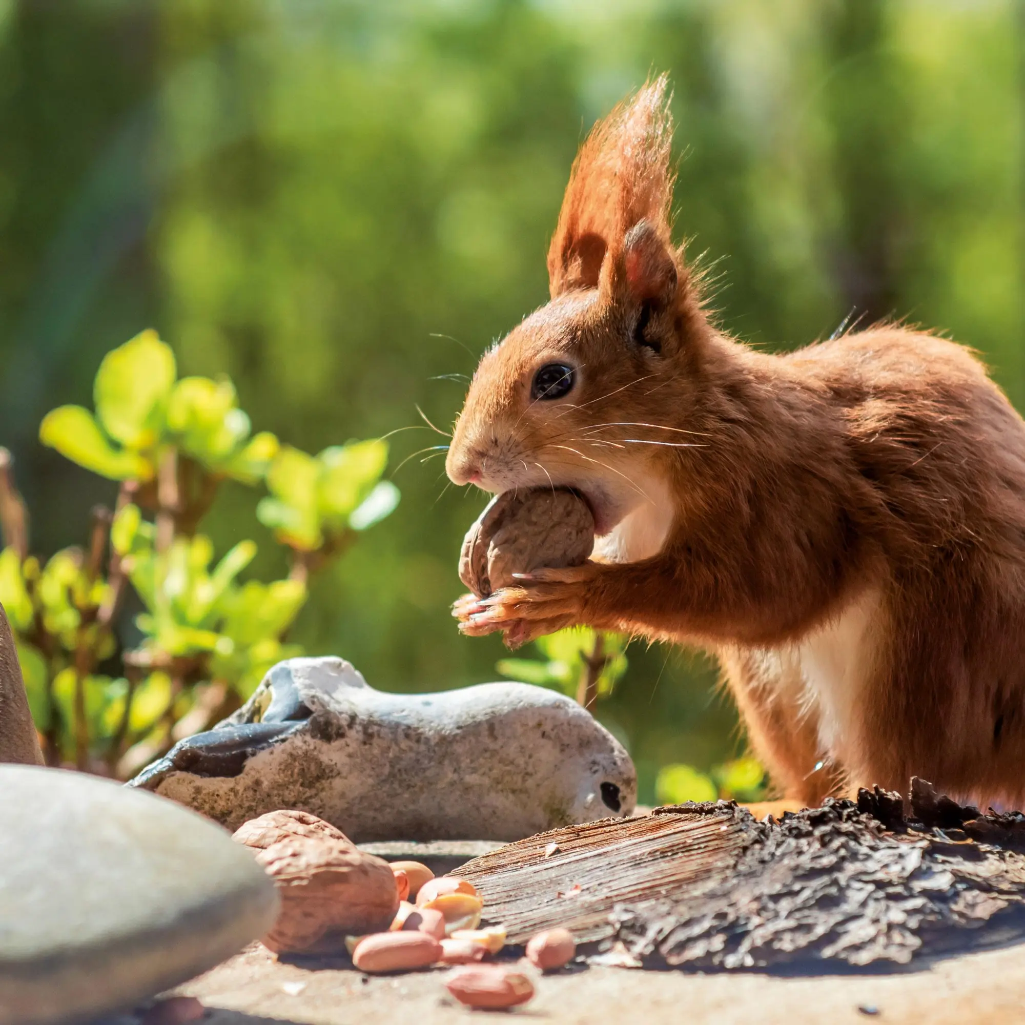 Bild: 9783959296113 | Eichhörnchen 2026 | Kalender 2026 | Kalender | 28 S. | Englisch | 2026