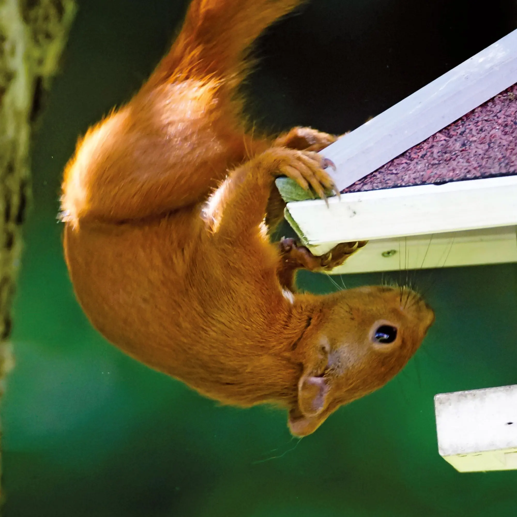 Bild: 9783959296113 | Eichhörnchen 2026 | Kalender 2026 | Kalender | 28 S. | Englisch | 2026