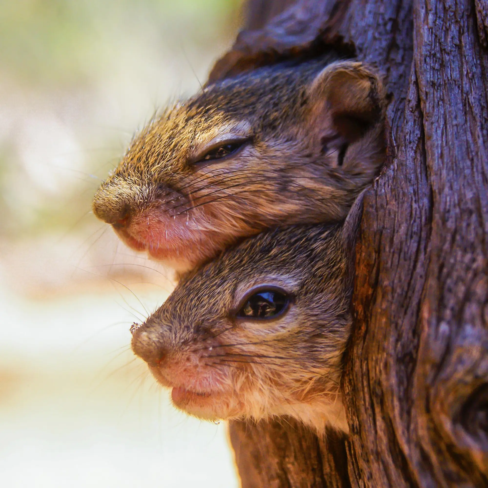 Bild: 9783959296113 | Eichhörnchen 2026 | Kalender 2026 | Kalender | 28 S. | Englisch | 2026
