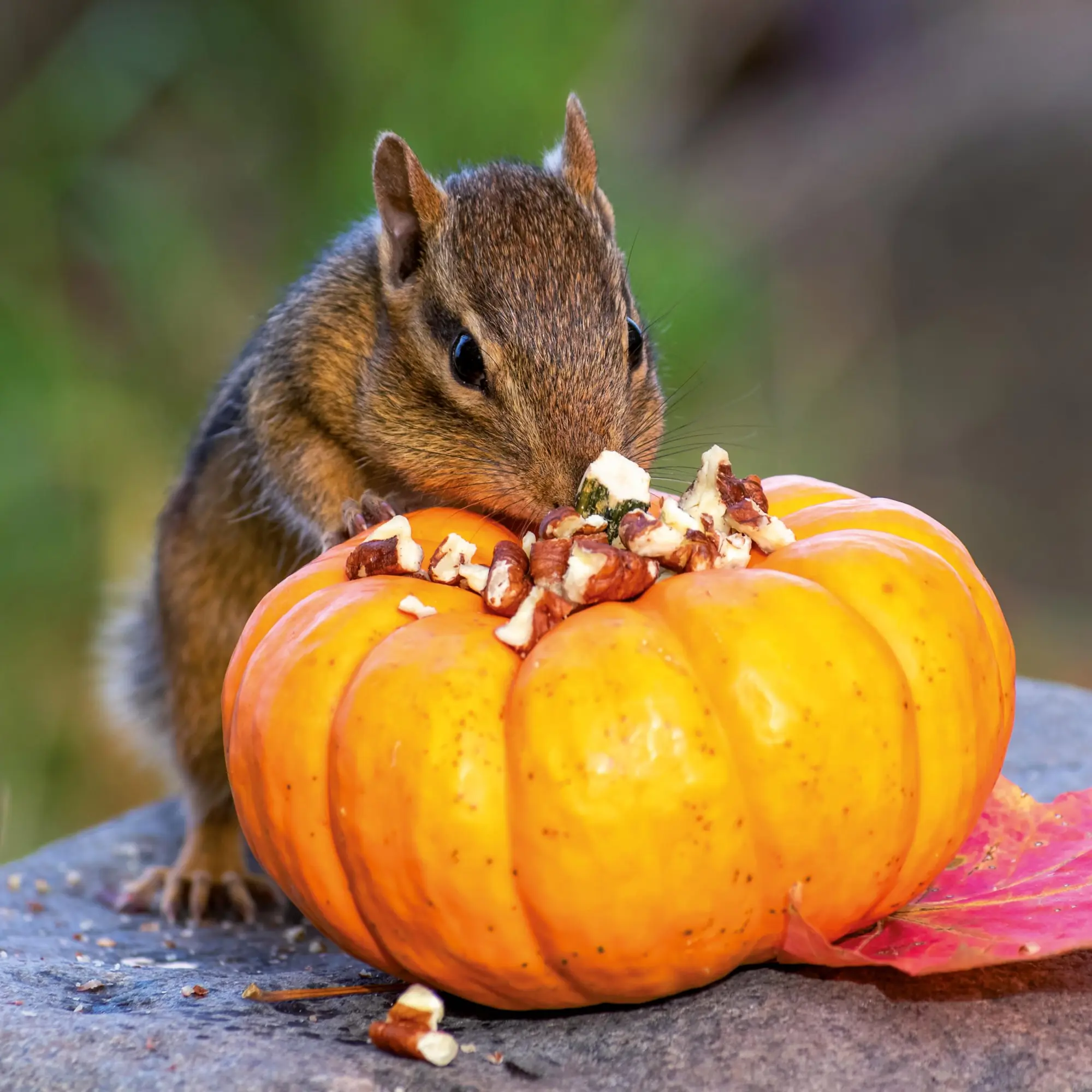 Bild: 9783959296113 | Eichhörnchen 2026 | Kalender 2026 | Kalender | 28 S. | Englisch | 2026