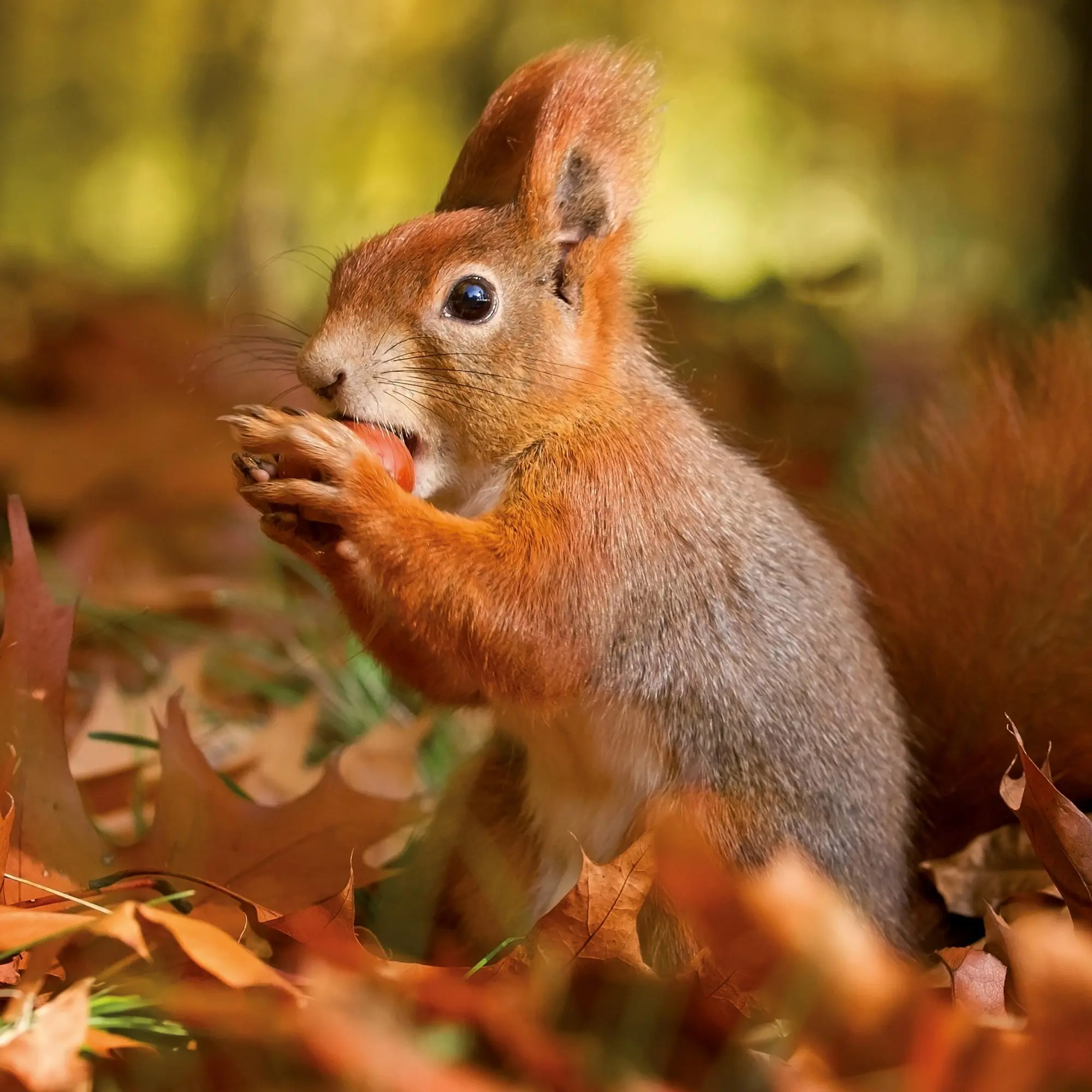 Bild: 9783959296113 | Eichhörnchen 2026 | Kalender 2026 | Kalender | 28 S. | Englisch | 2026