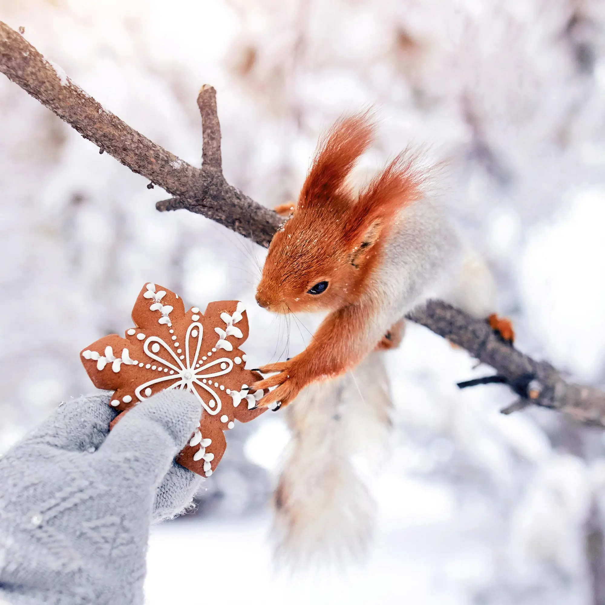 Bild: 9783959296113 | Eichhörnchen 2026 | Kalender 2026 | Kalender | 28 S. | Englisch | 2026