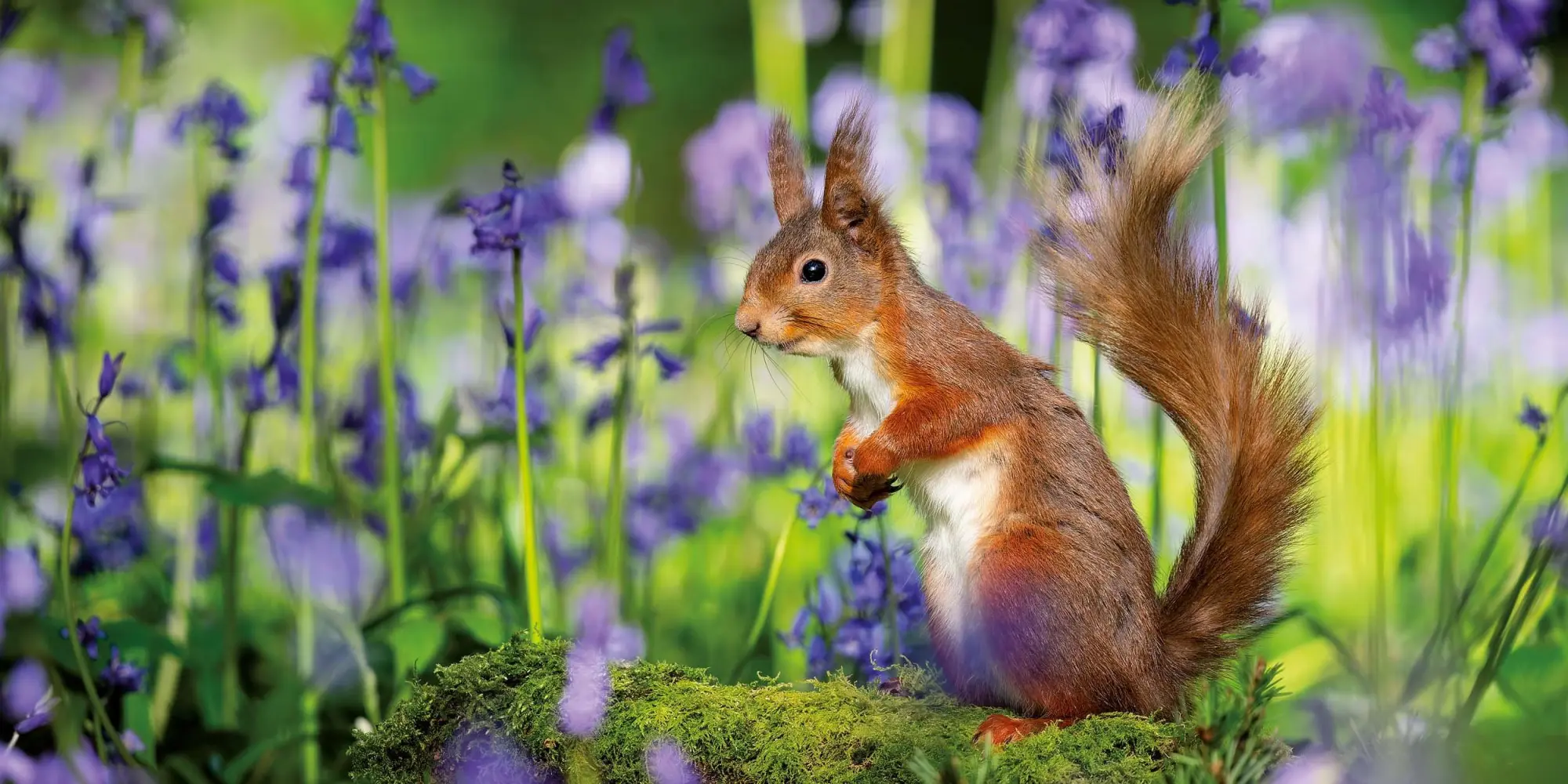 Bild: 9783959296113 | Eichhörnchen 2026 | Kalender 2026 | Kalender | 28 S. | Englisch | 2026