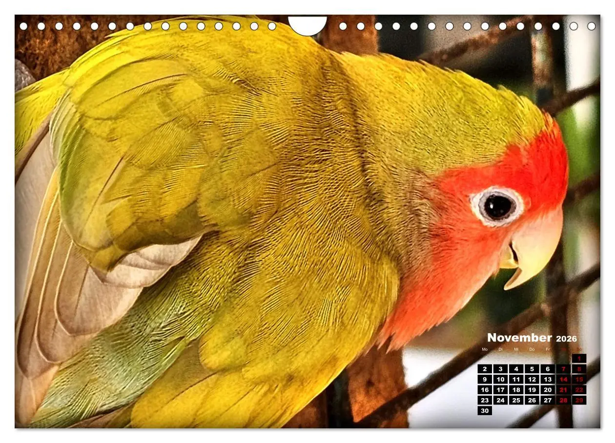 Bild: 9783457326213 | Die Unzertrennlichen (Wandkalender 2026 DIN A4 quer), CALVENDO...