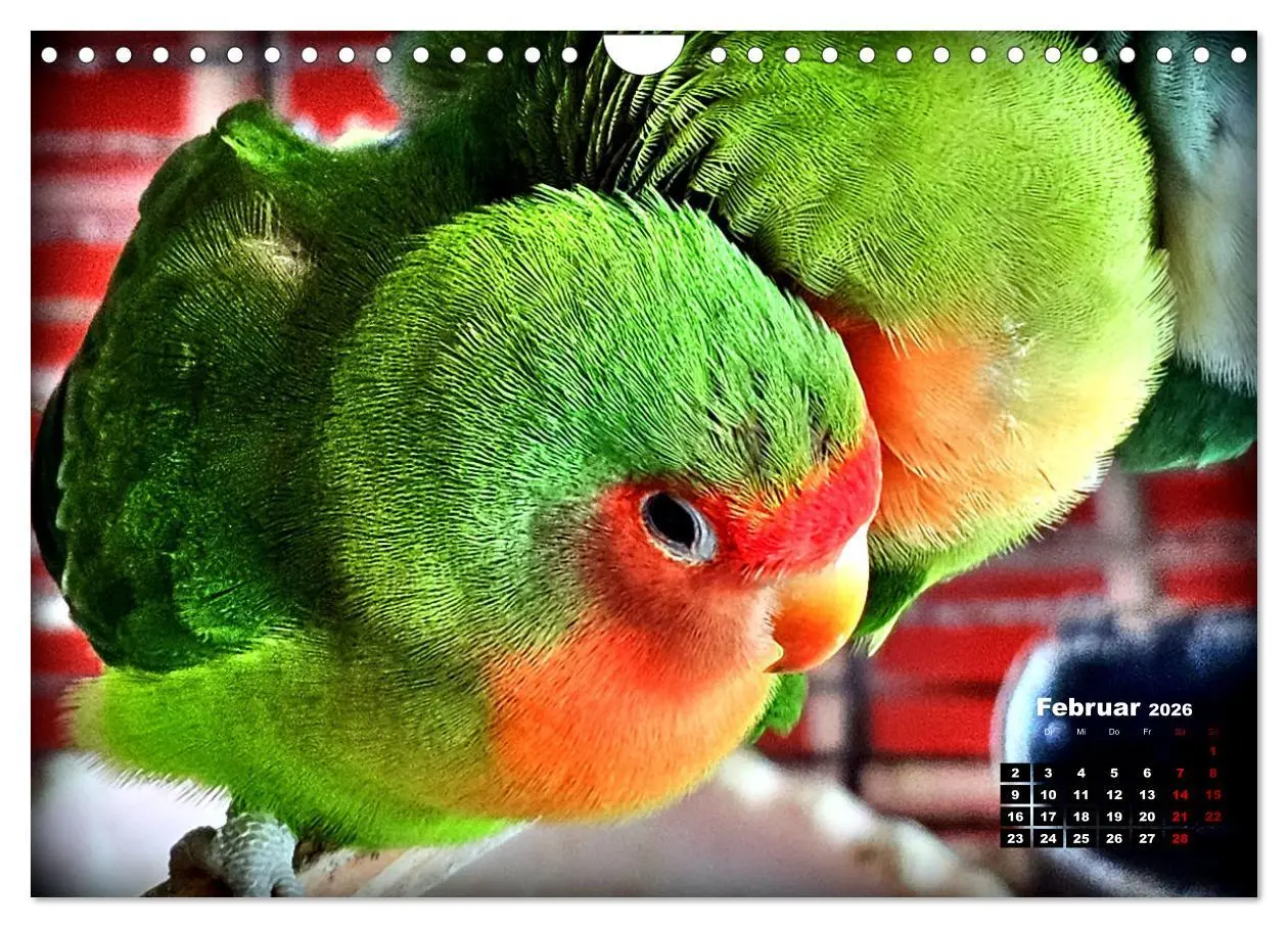 Bild: 9783457326213 | Die Unzertrennlichen (Wandkalender 2026 DIN A4 quer), CALVENDO...